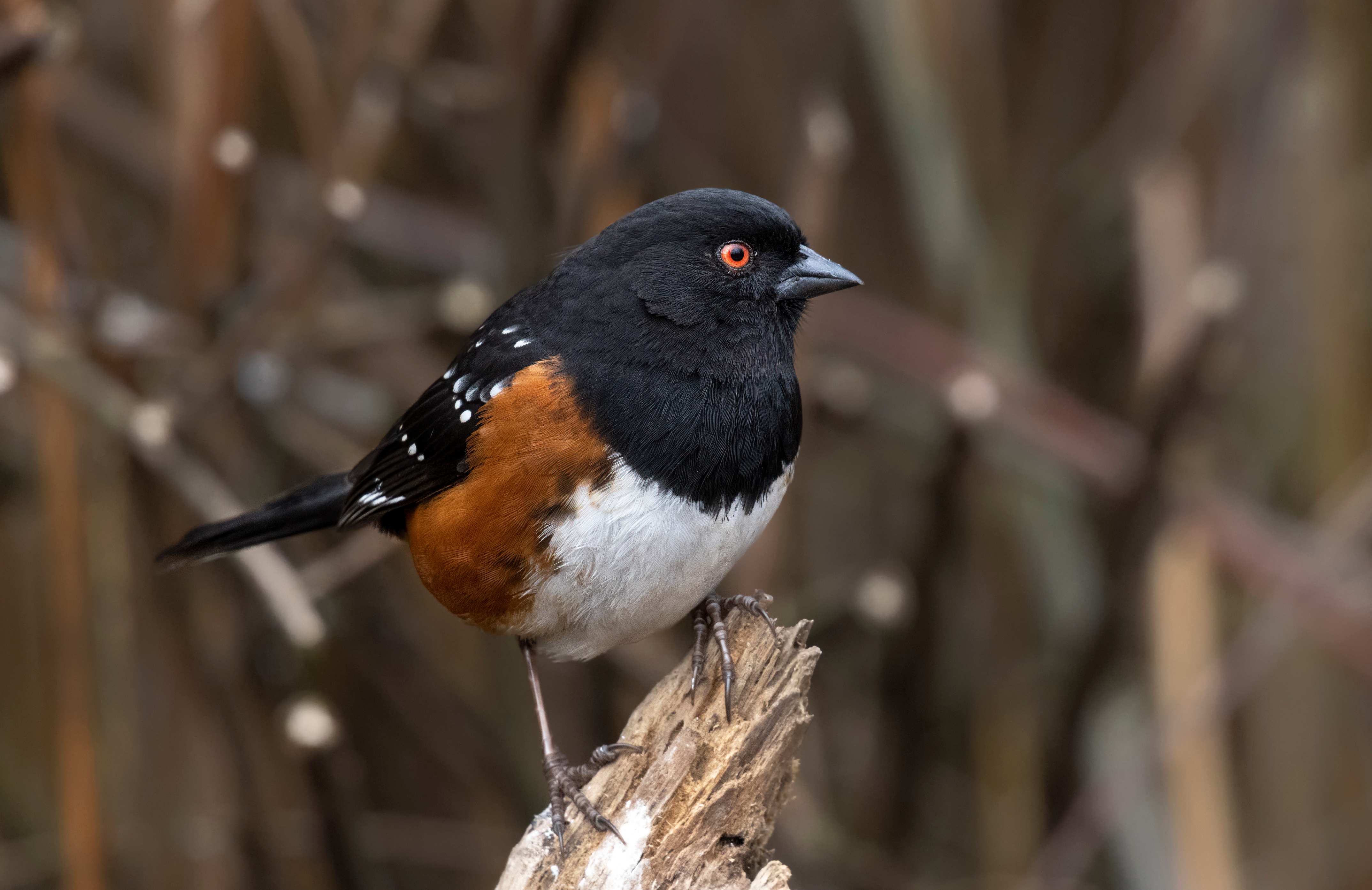 Spotted towhee