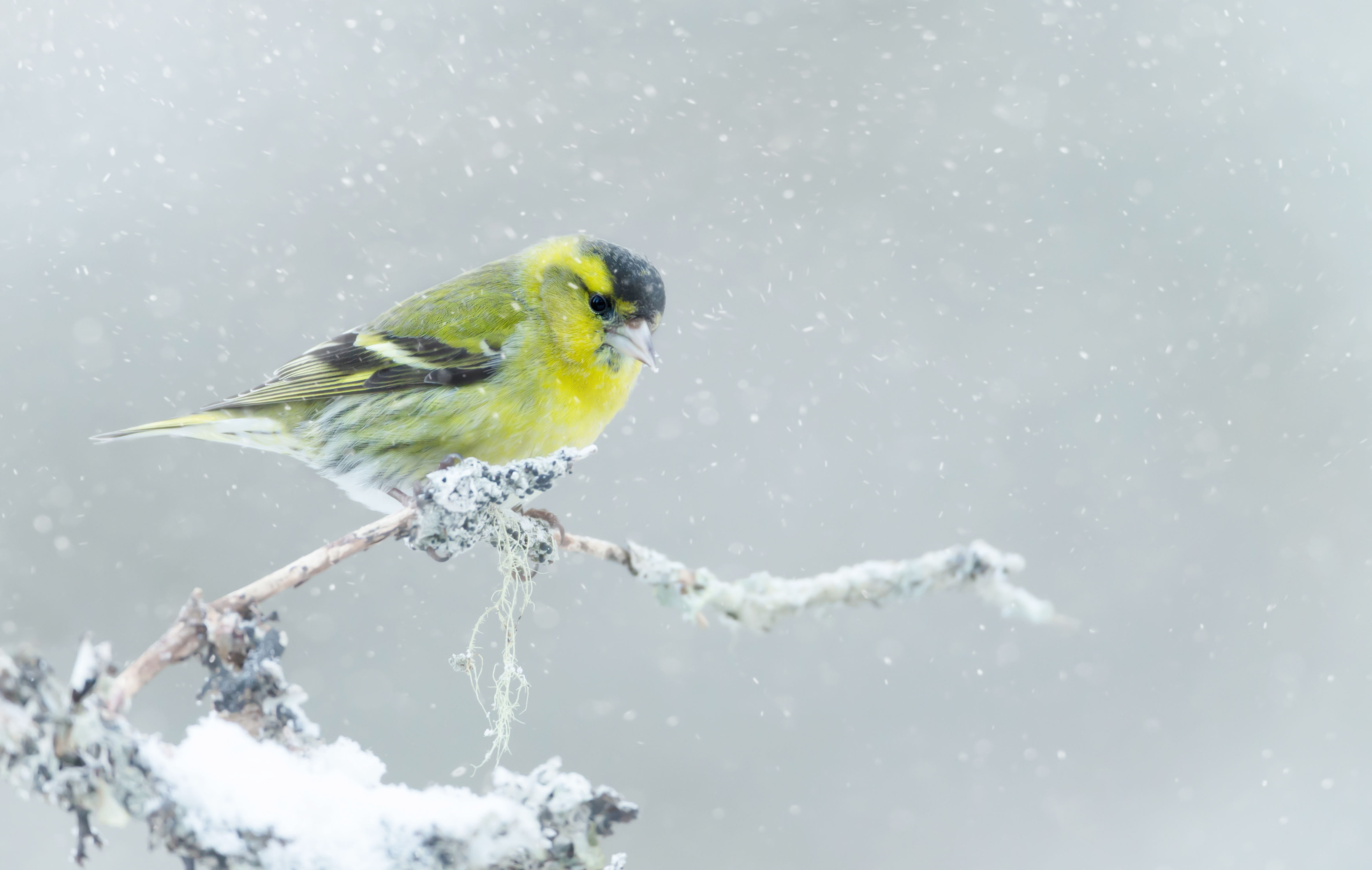 Eurasian siskin