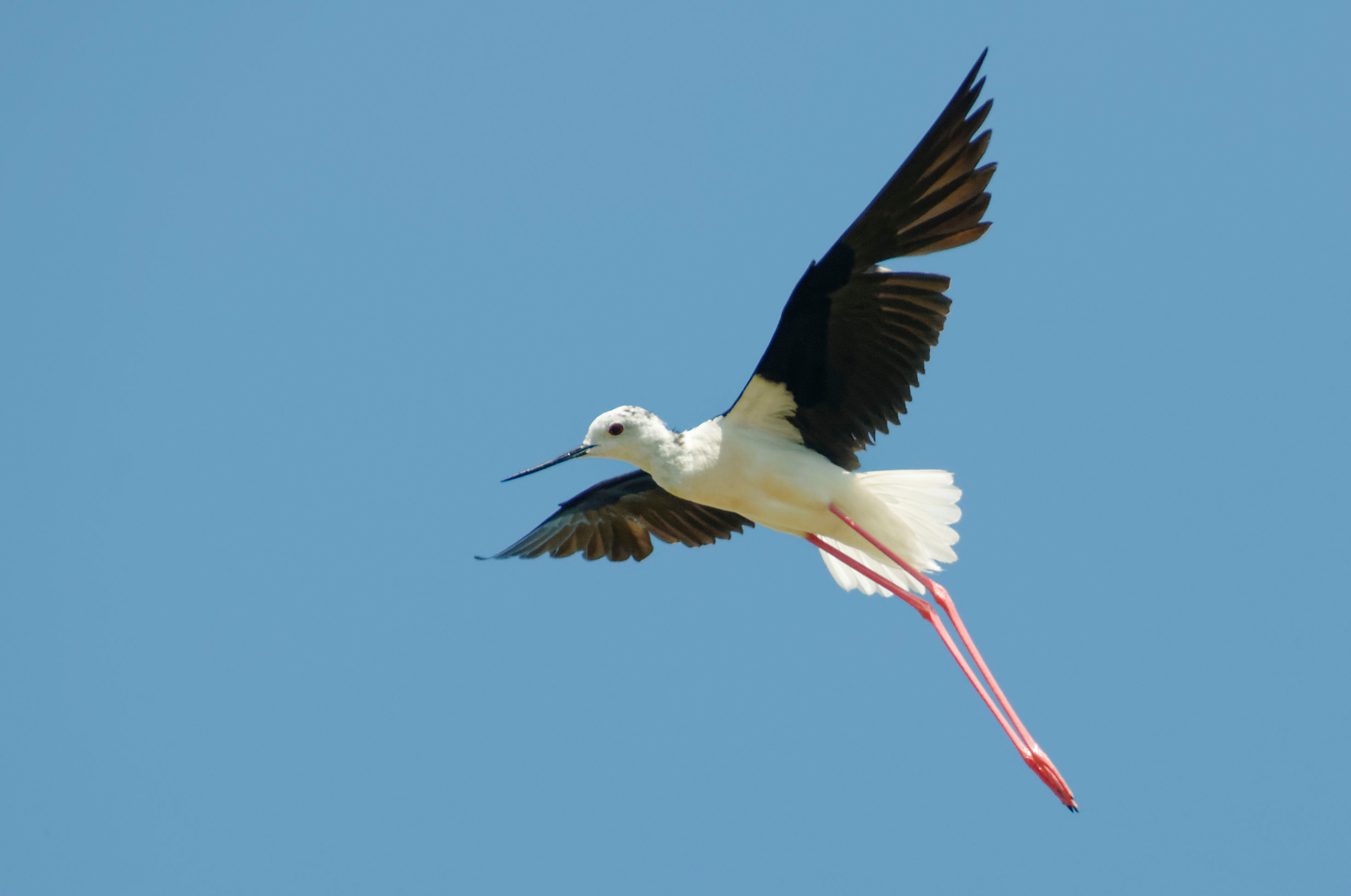 Stilt in flight