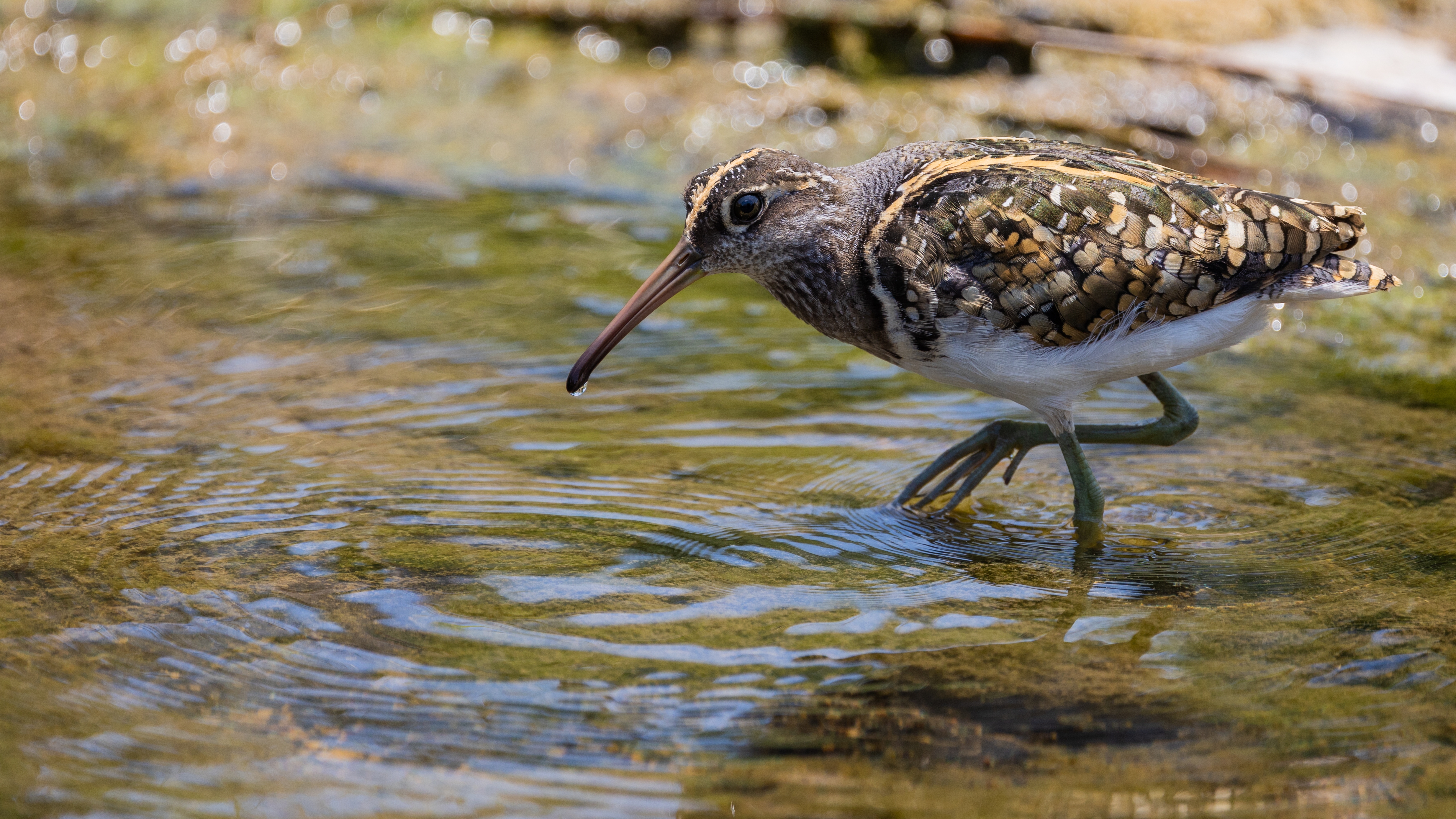 Greater painted snipe