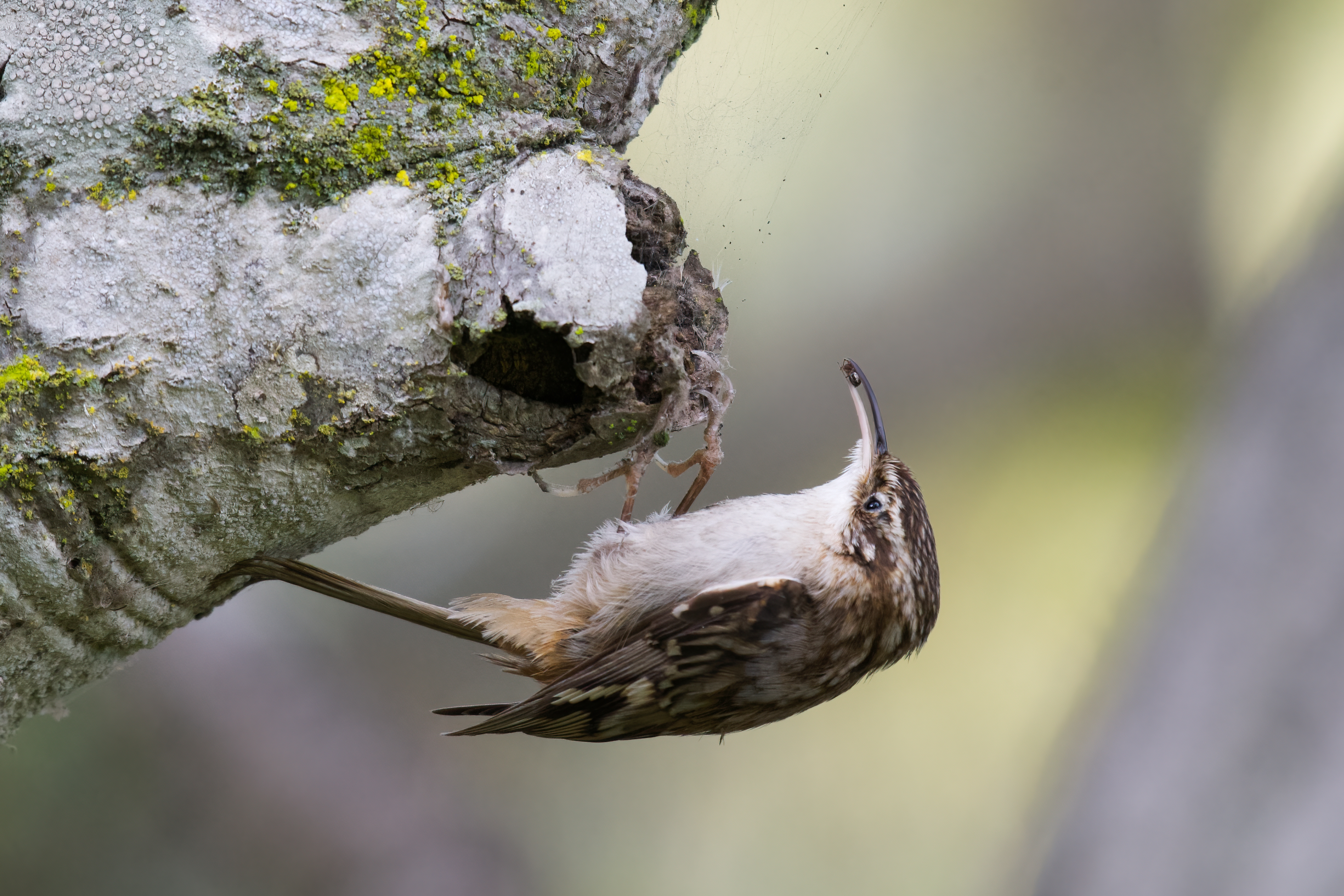 A common creeper eats a spider