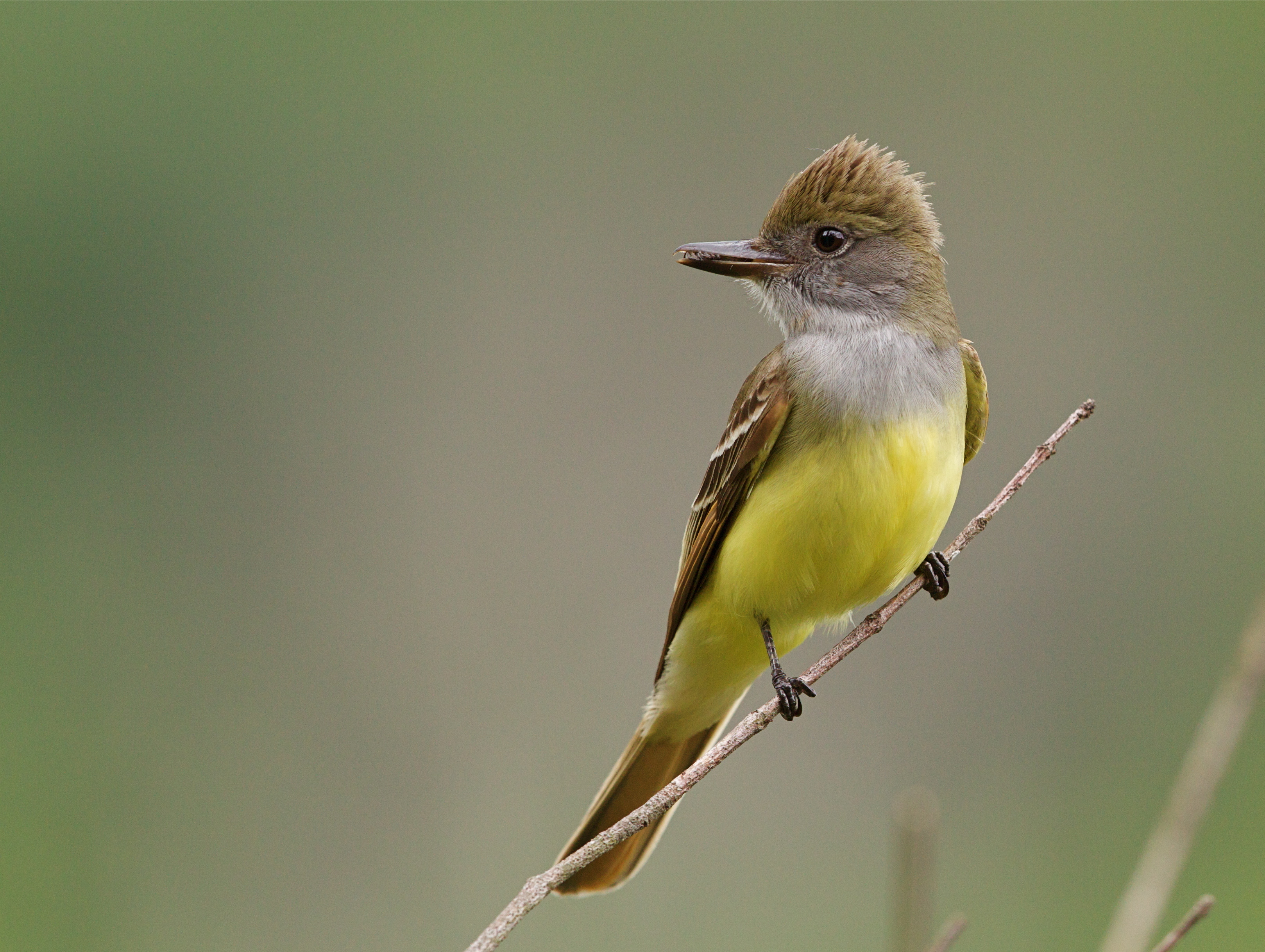 Great crested flycatcher