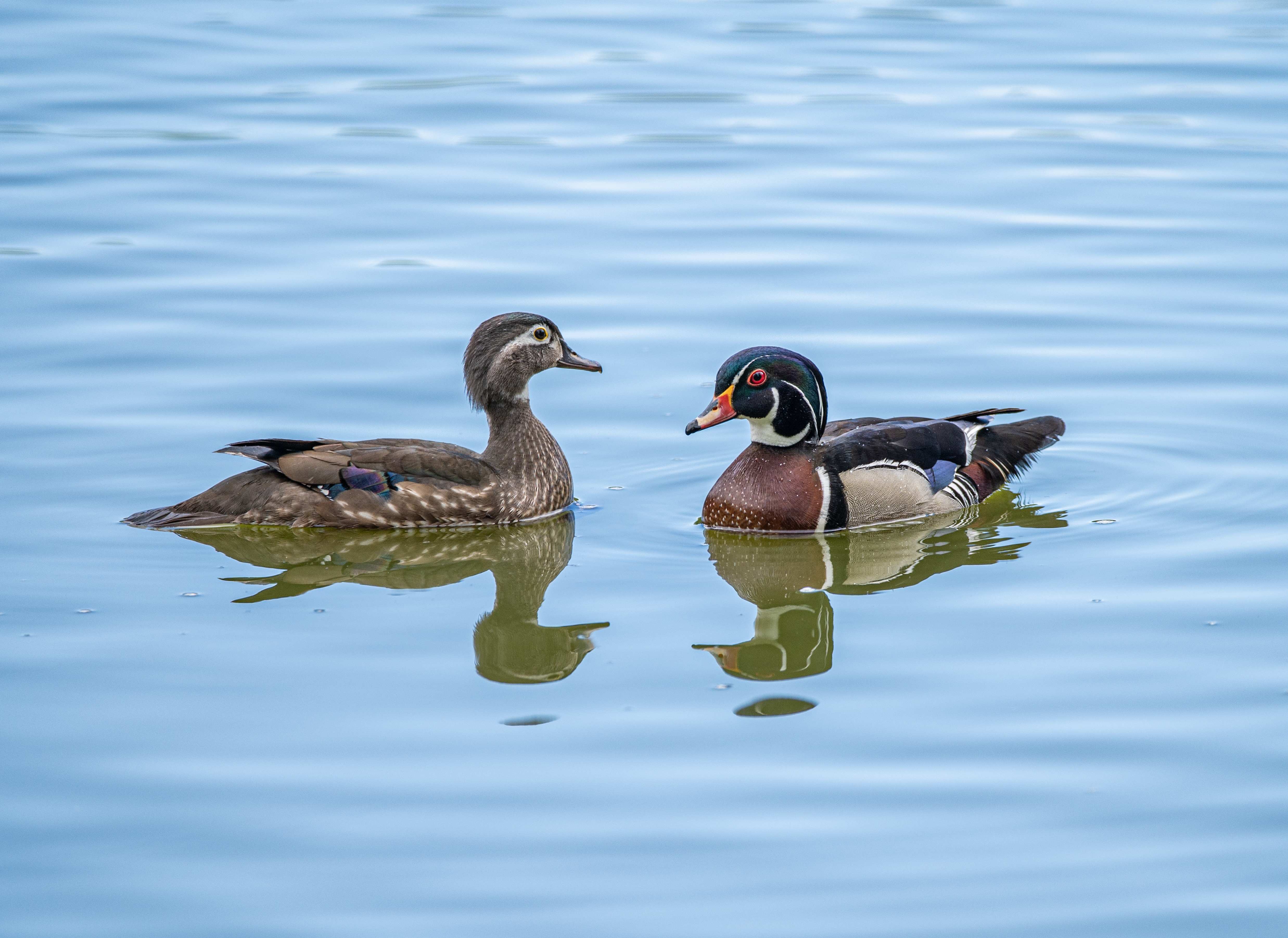 Female and male wood ducks