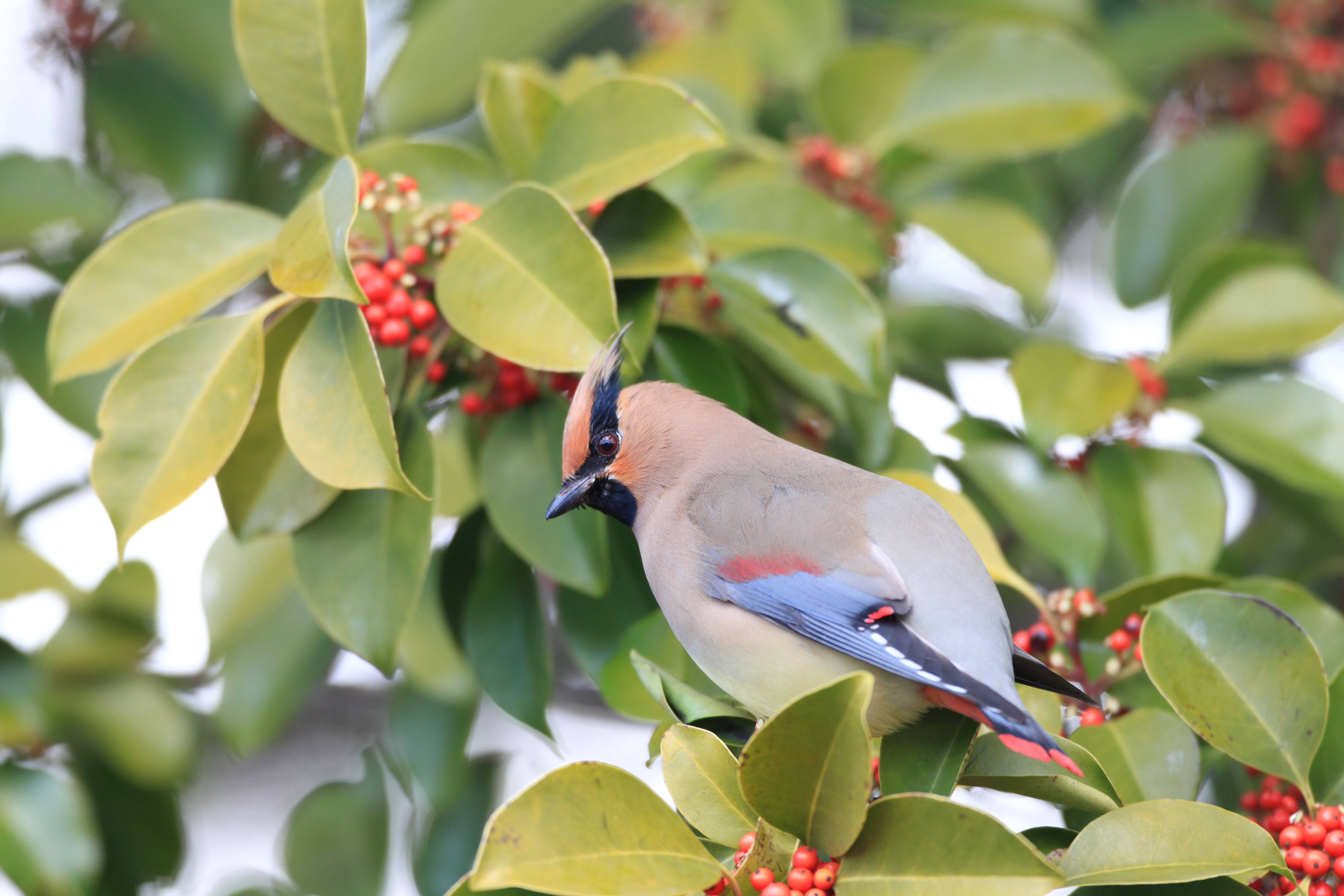 Japanese waxwing