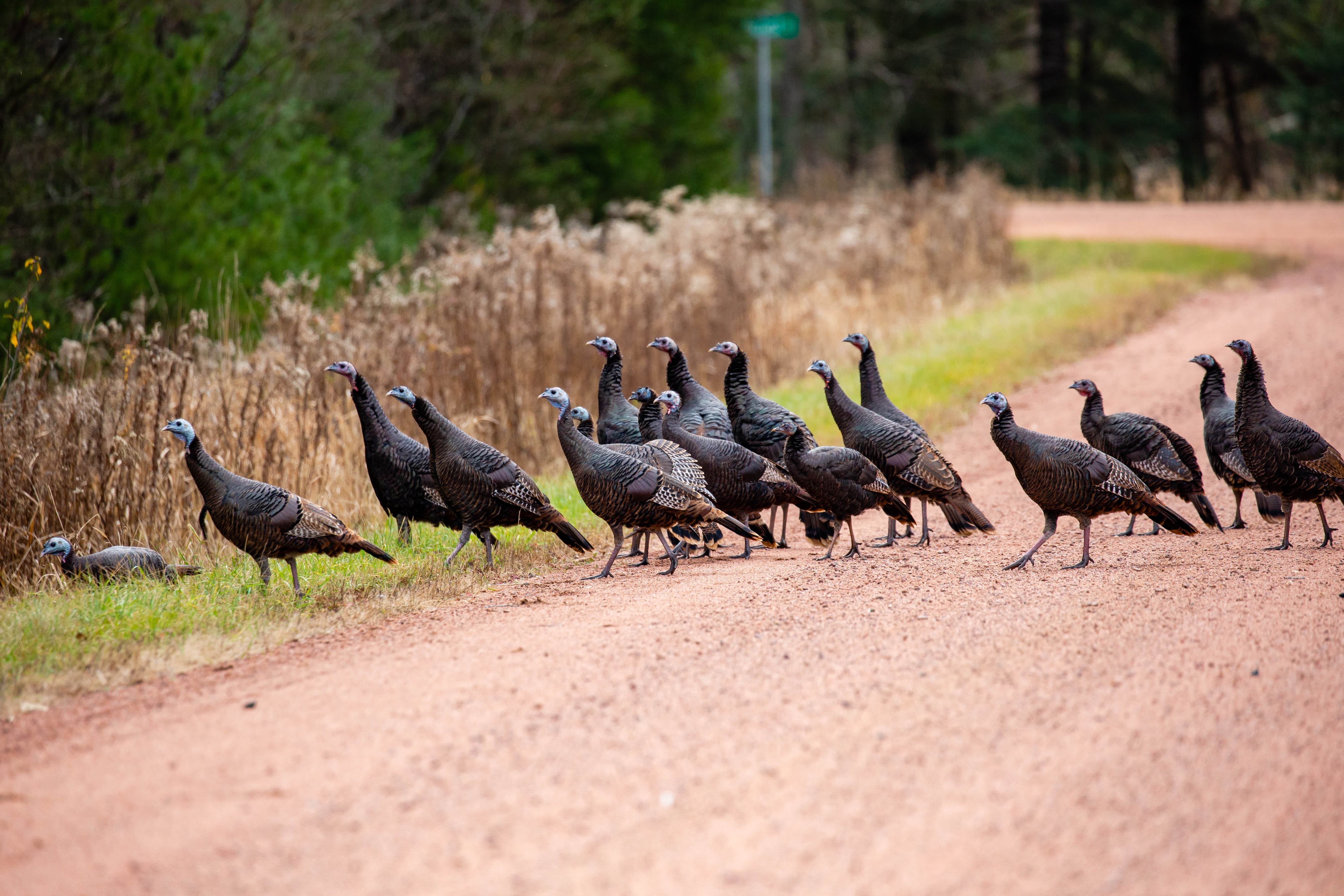 Flock of wild turkeys