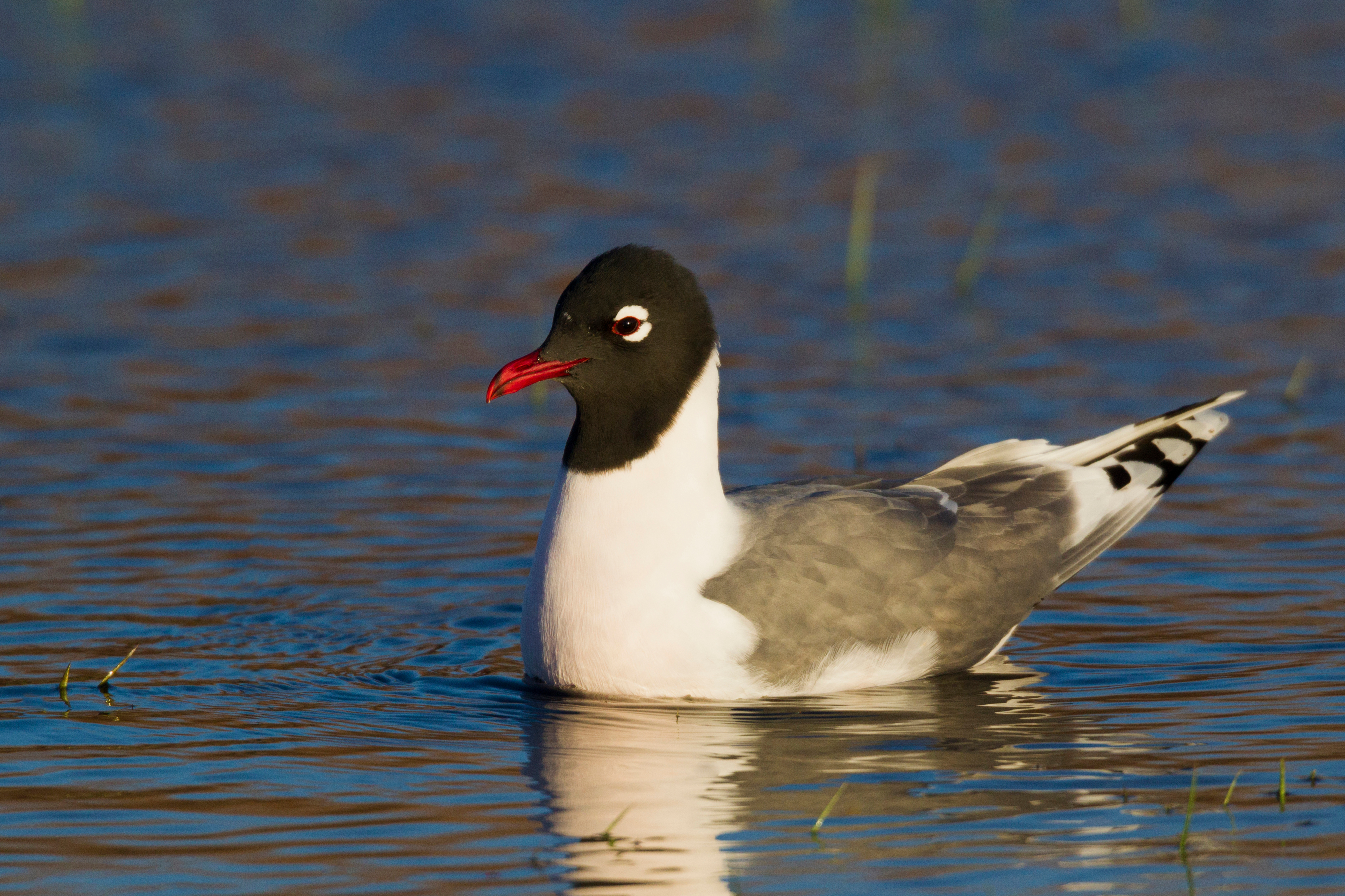 Franklin's gull