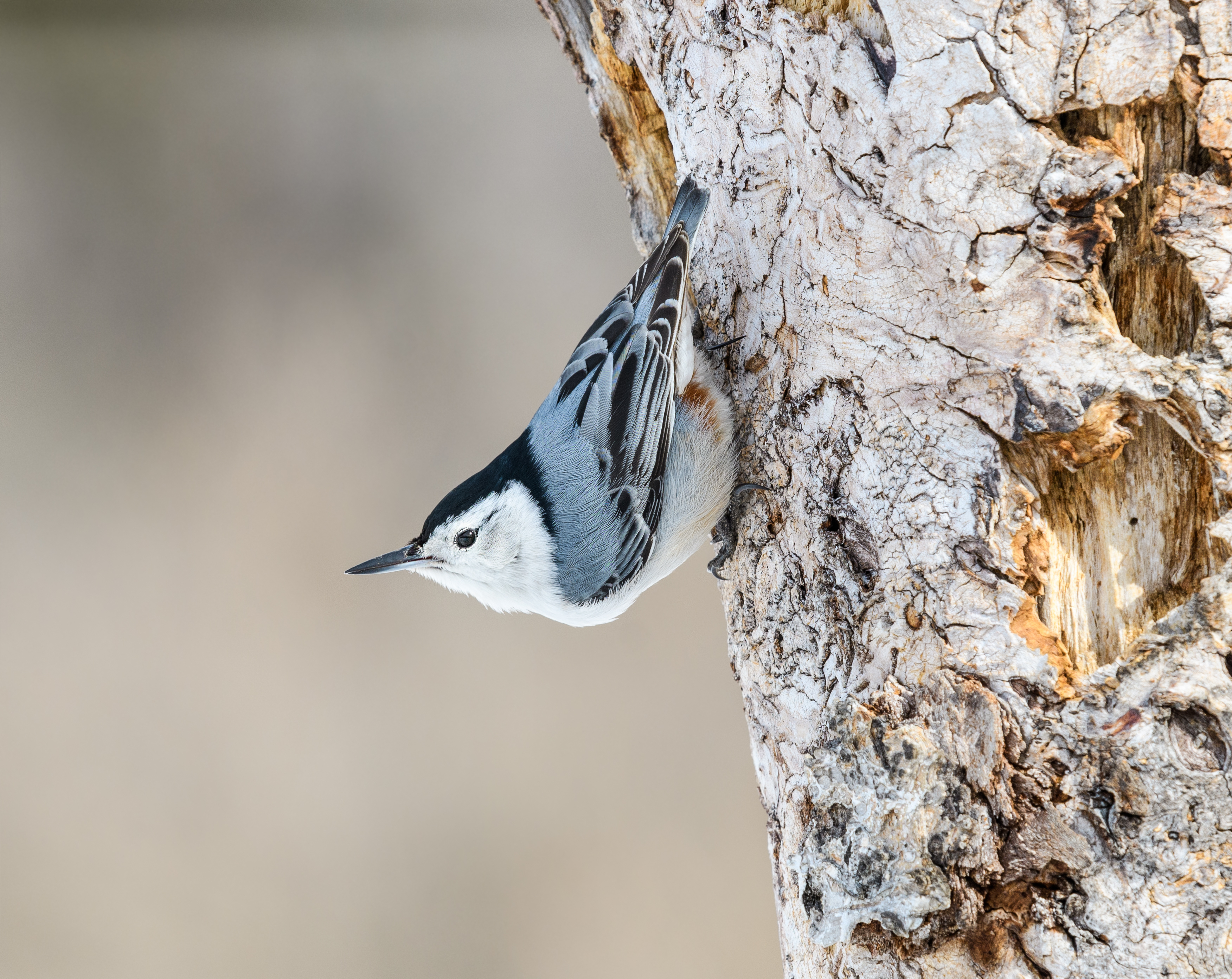 White-breasted nuthatch