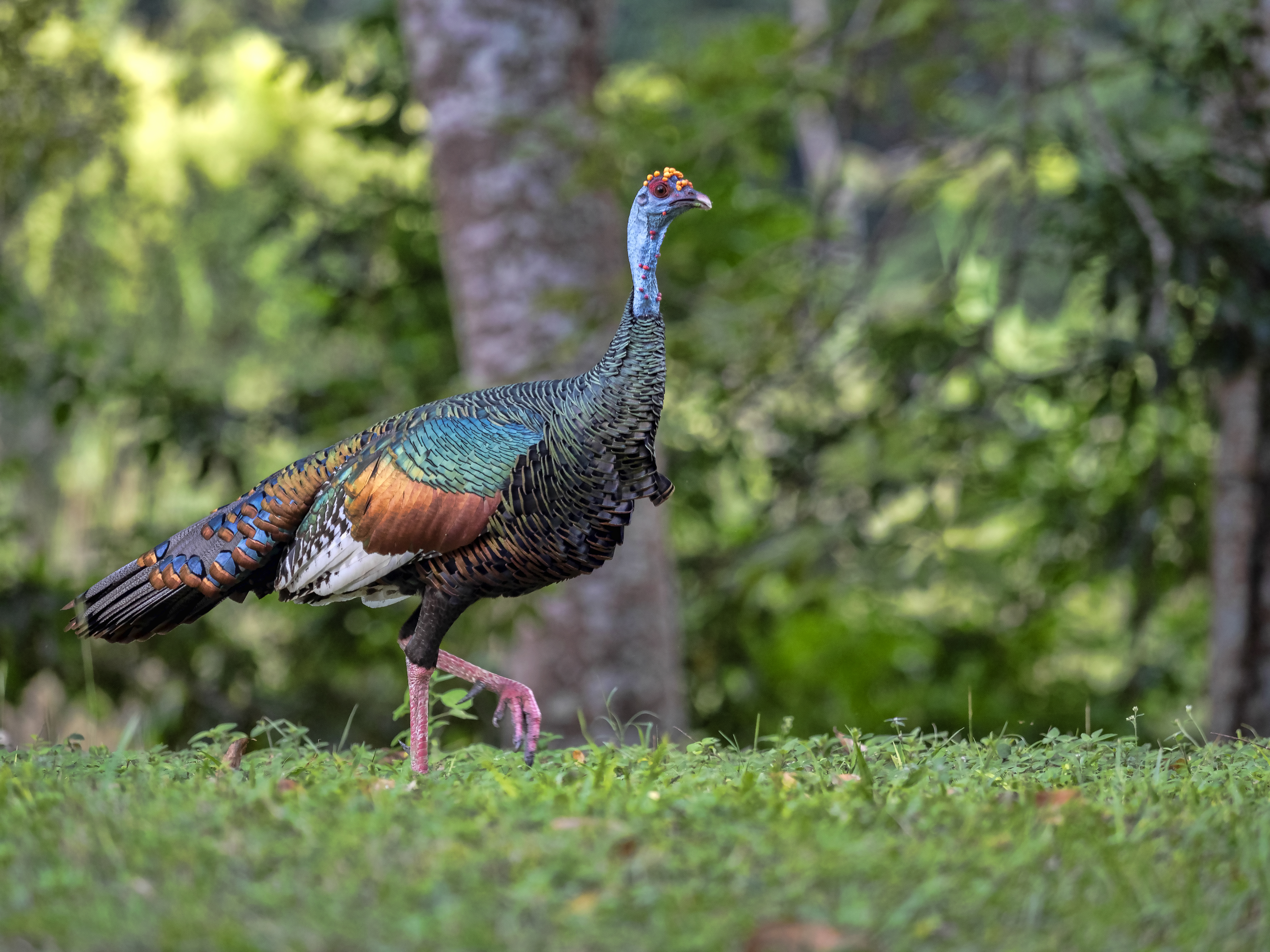 Ocellated turkey