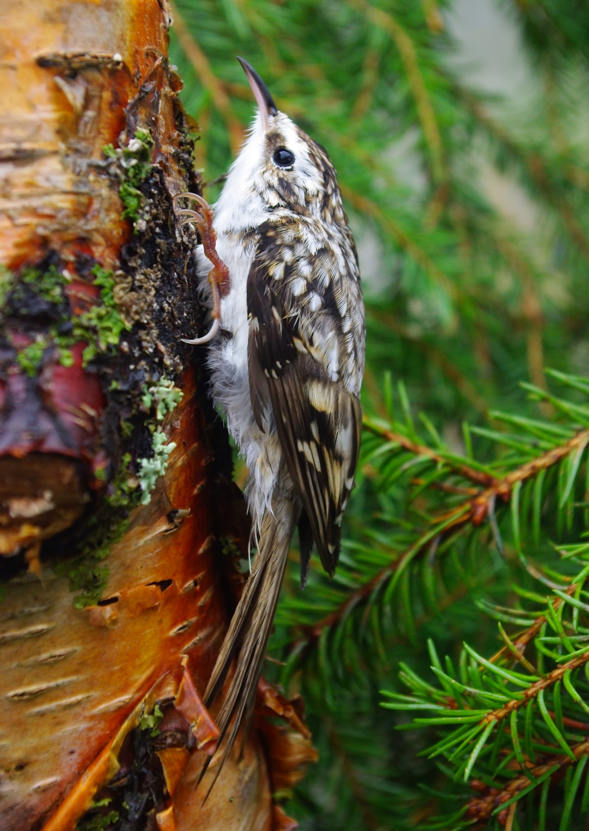 Eurasian treecreeper