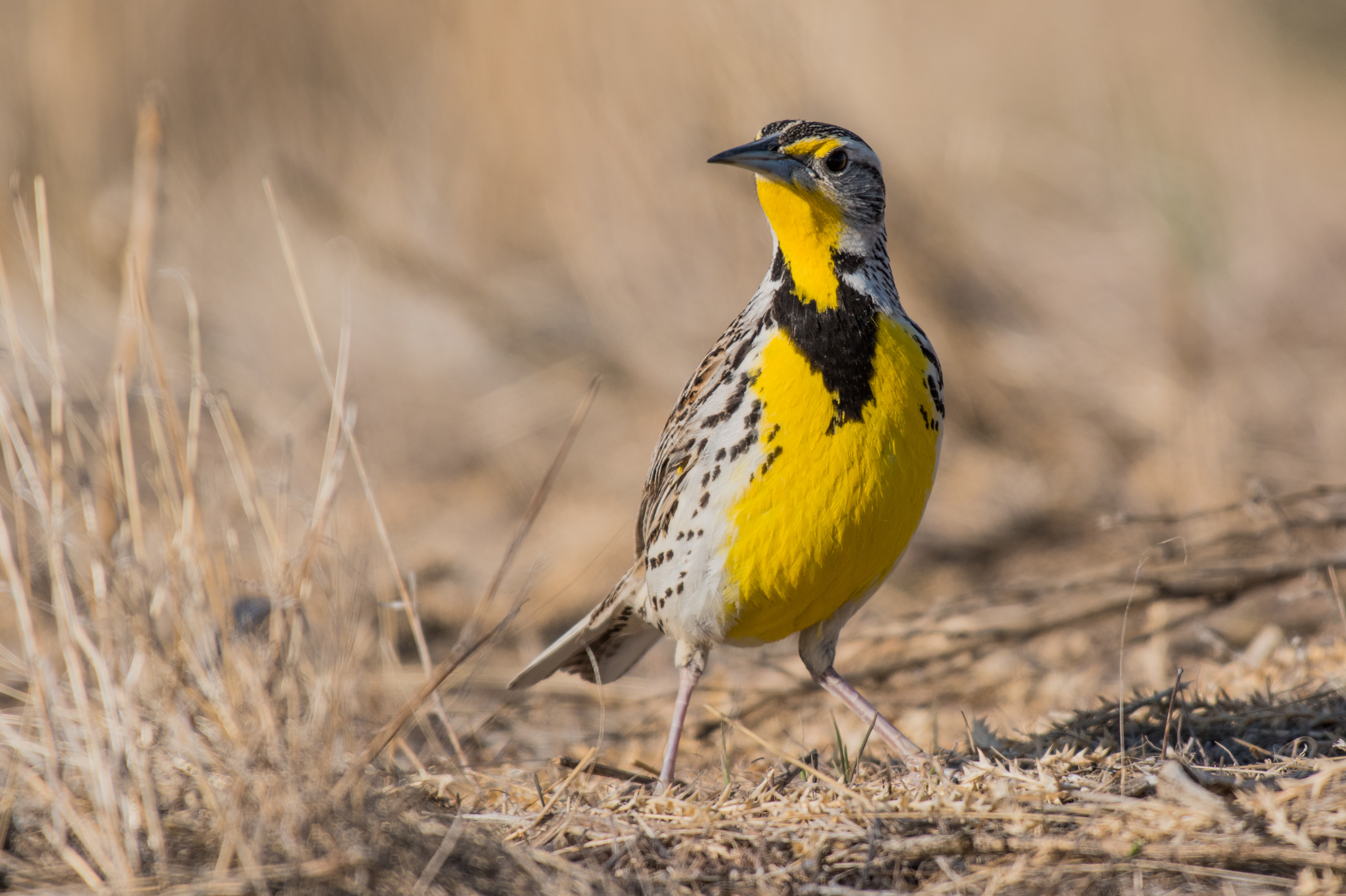 Western meadowlark