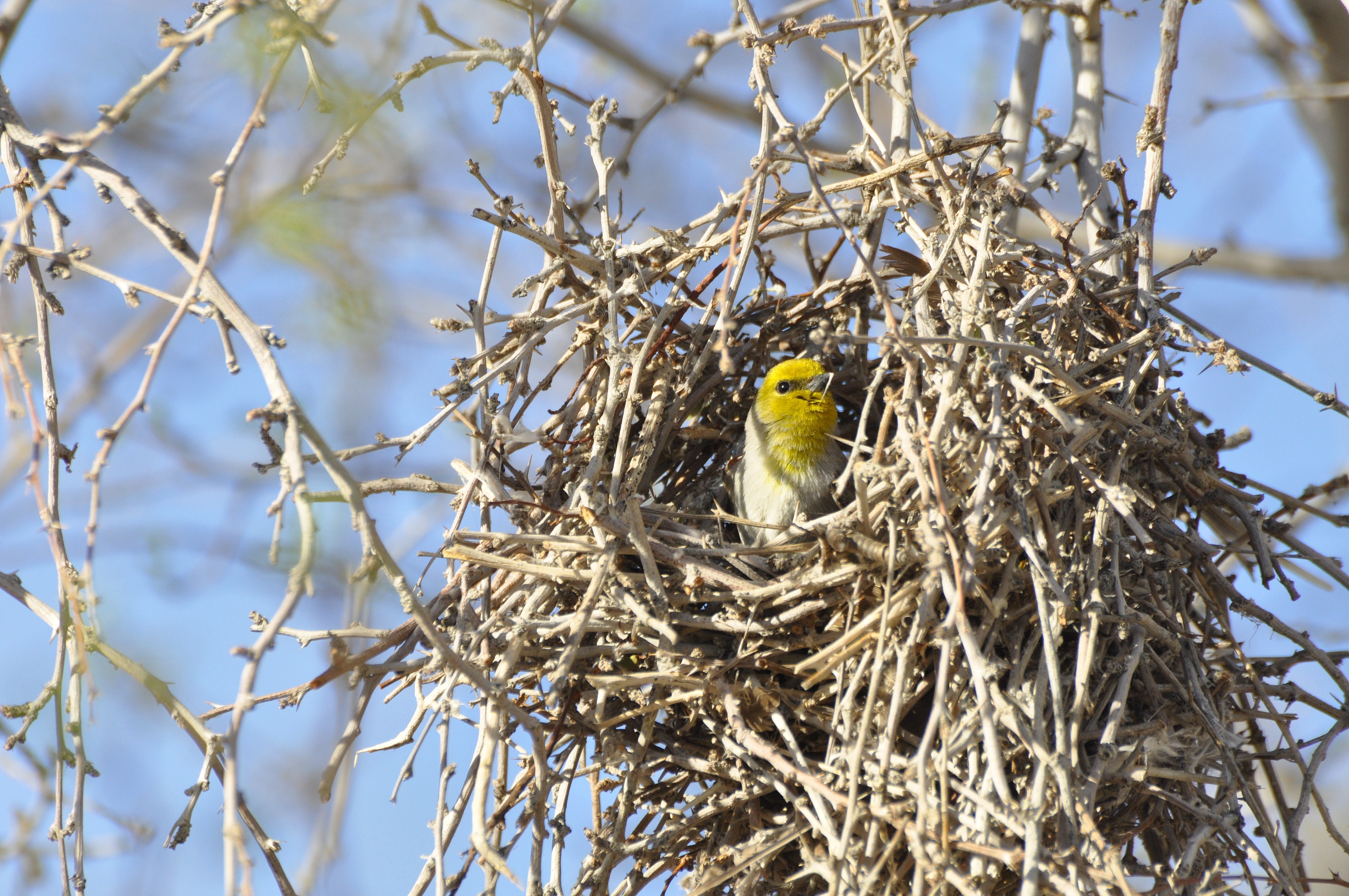 Verdin in its nest