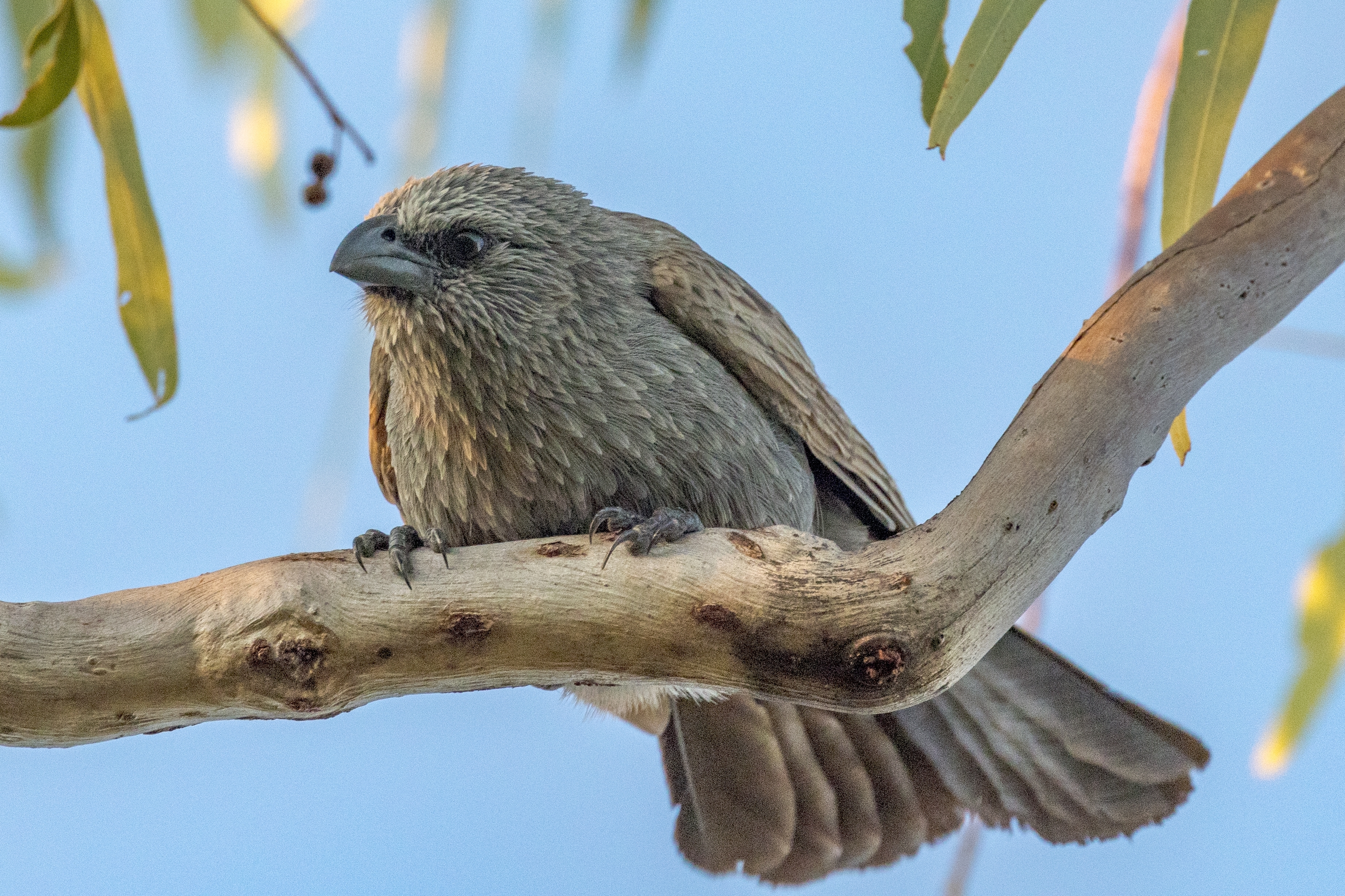 Apostlebird