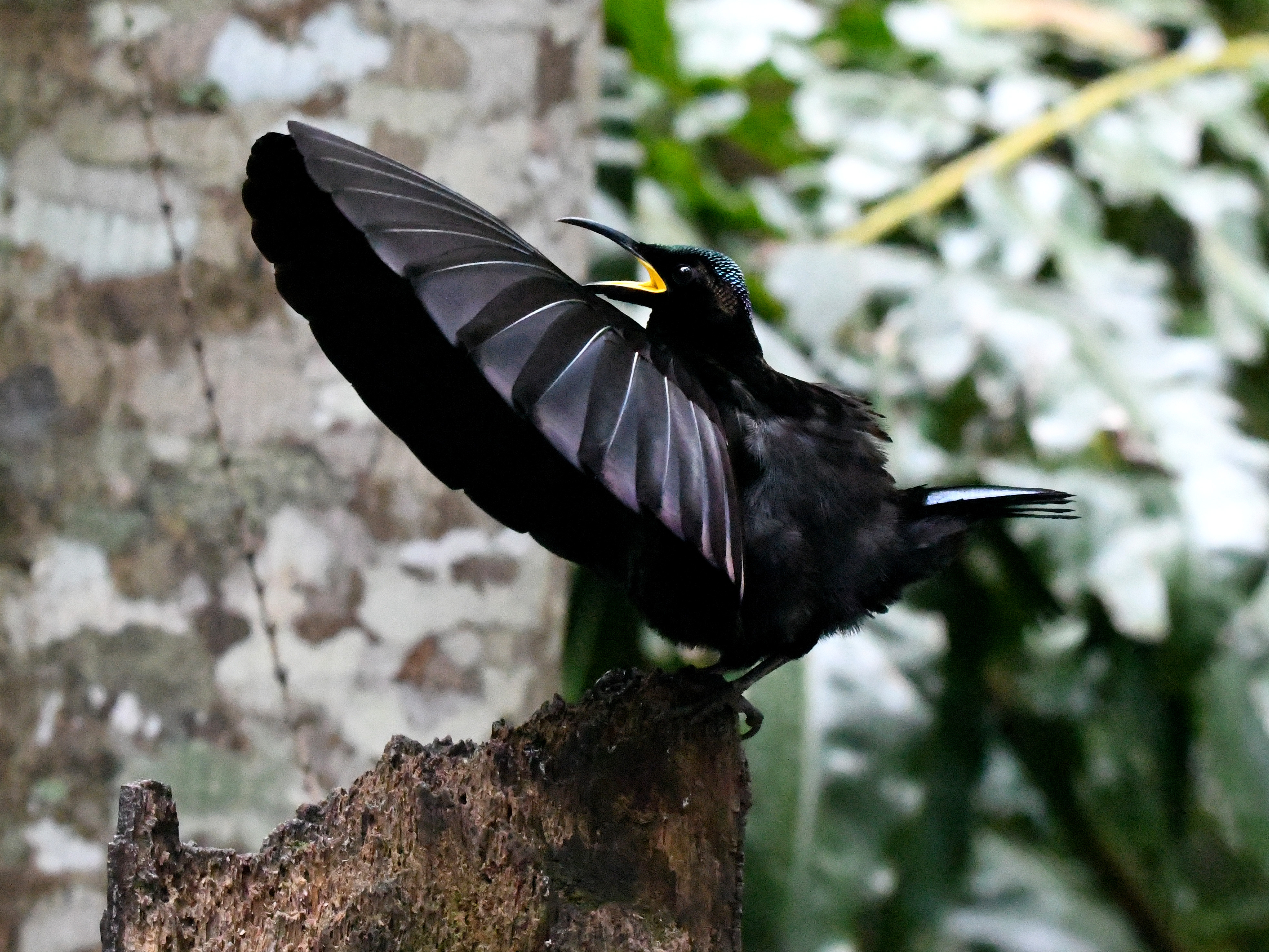 Victoria's riflebird mating display