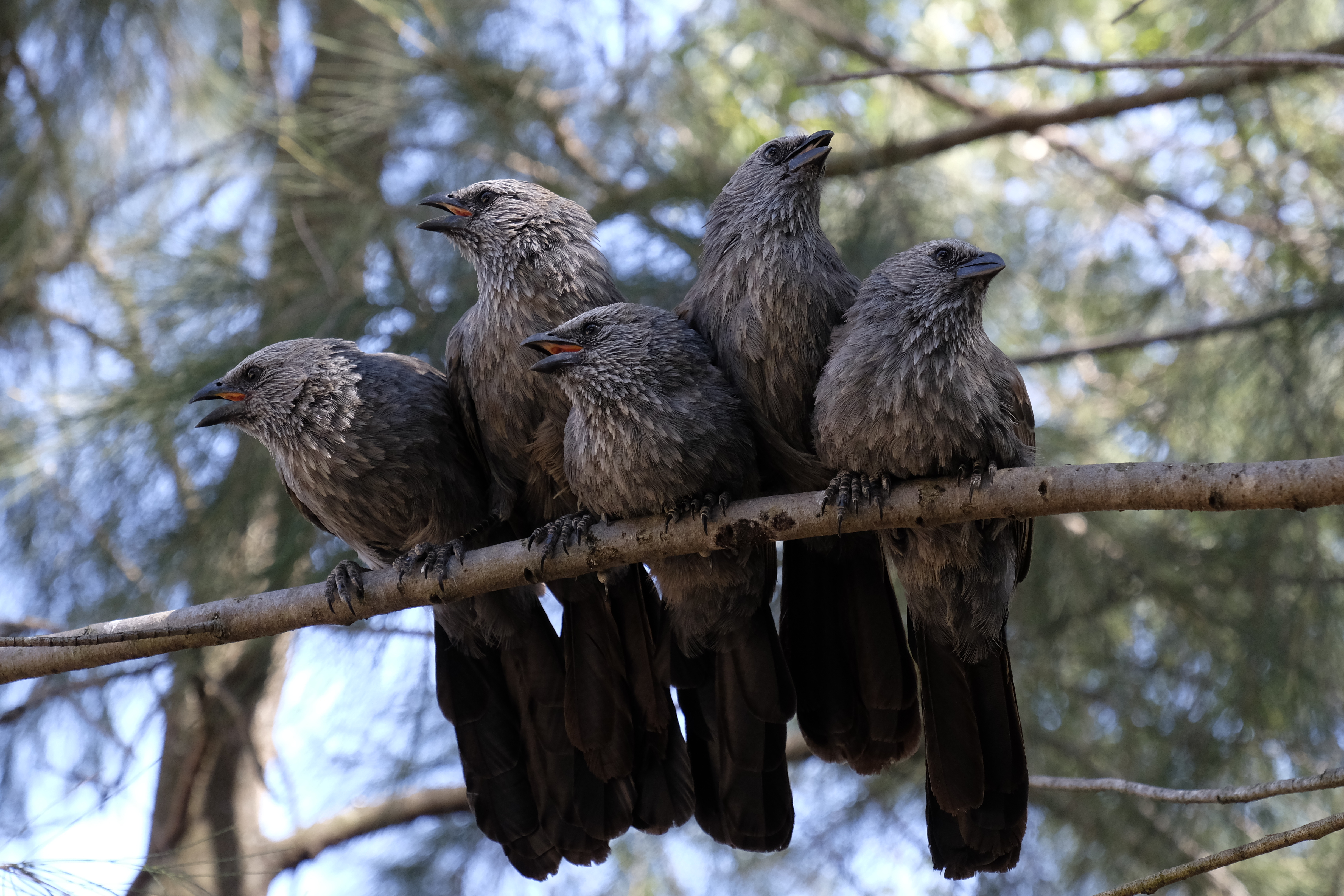 Group of apostlebirds