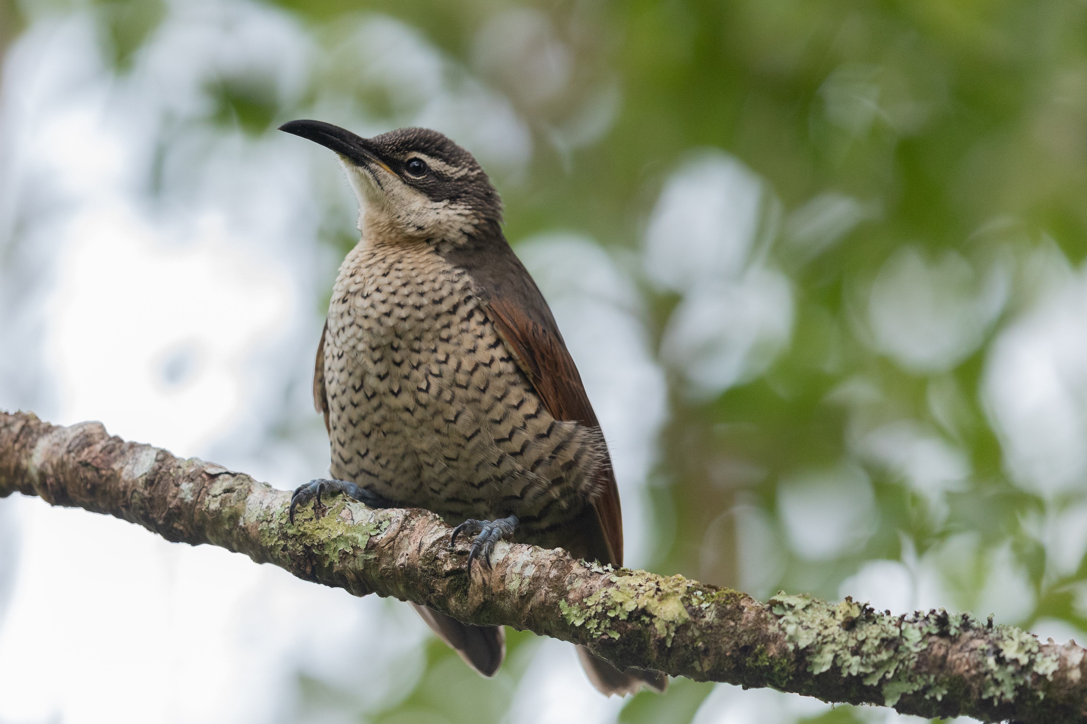 Female paradise riflebird