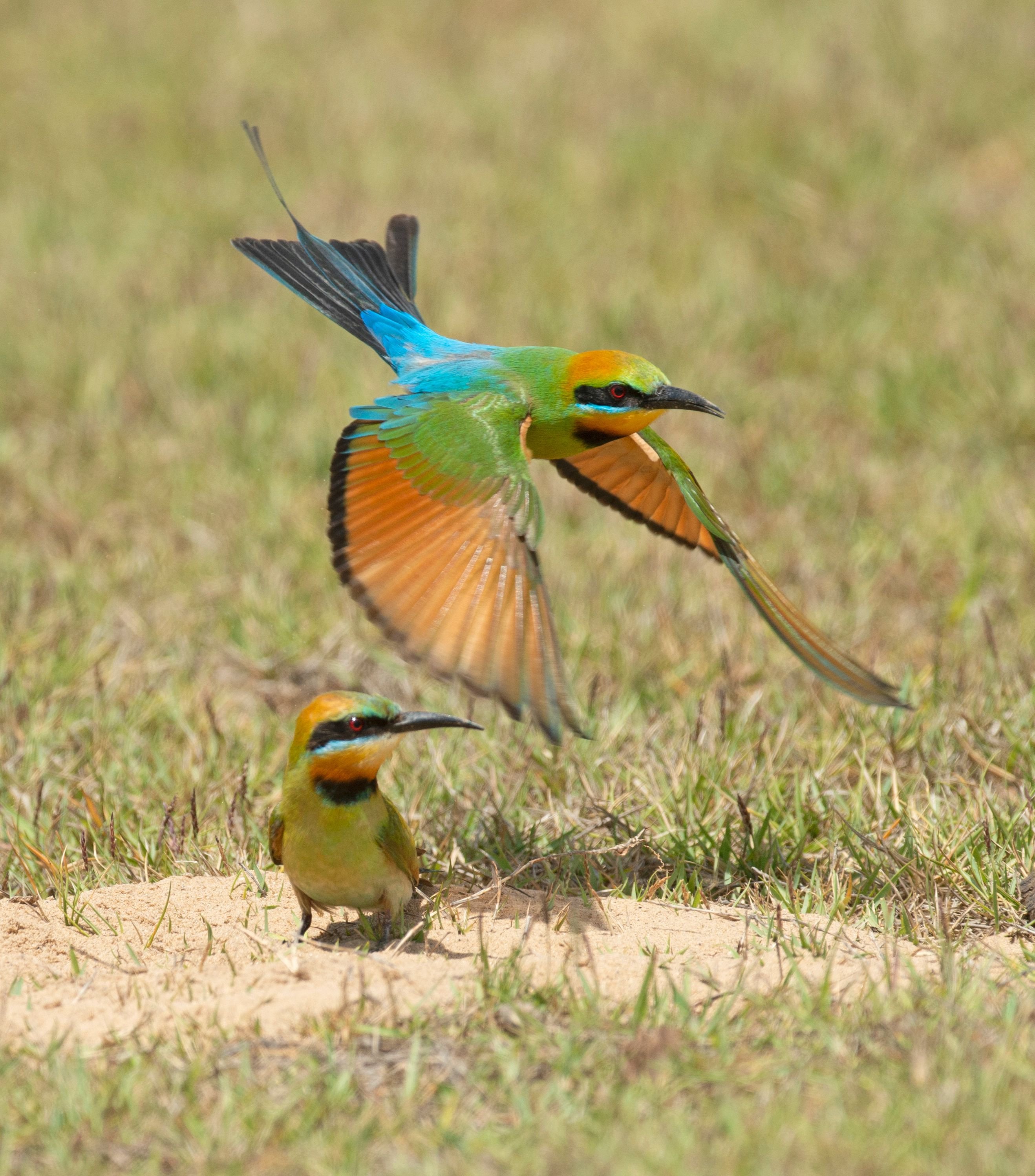 Rainbow bee-eaters