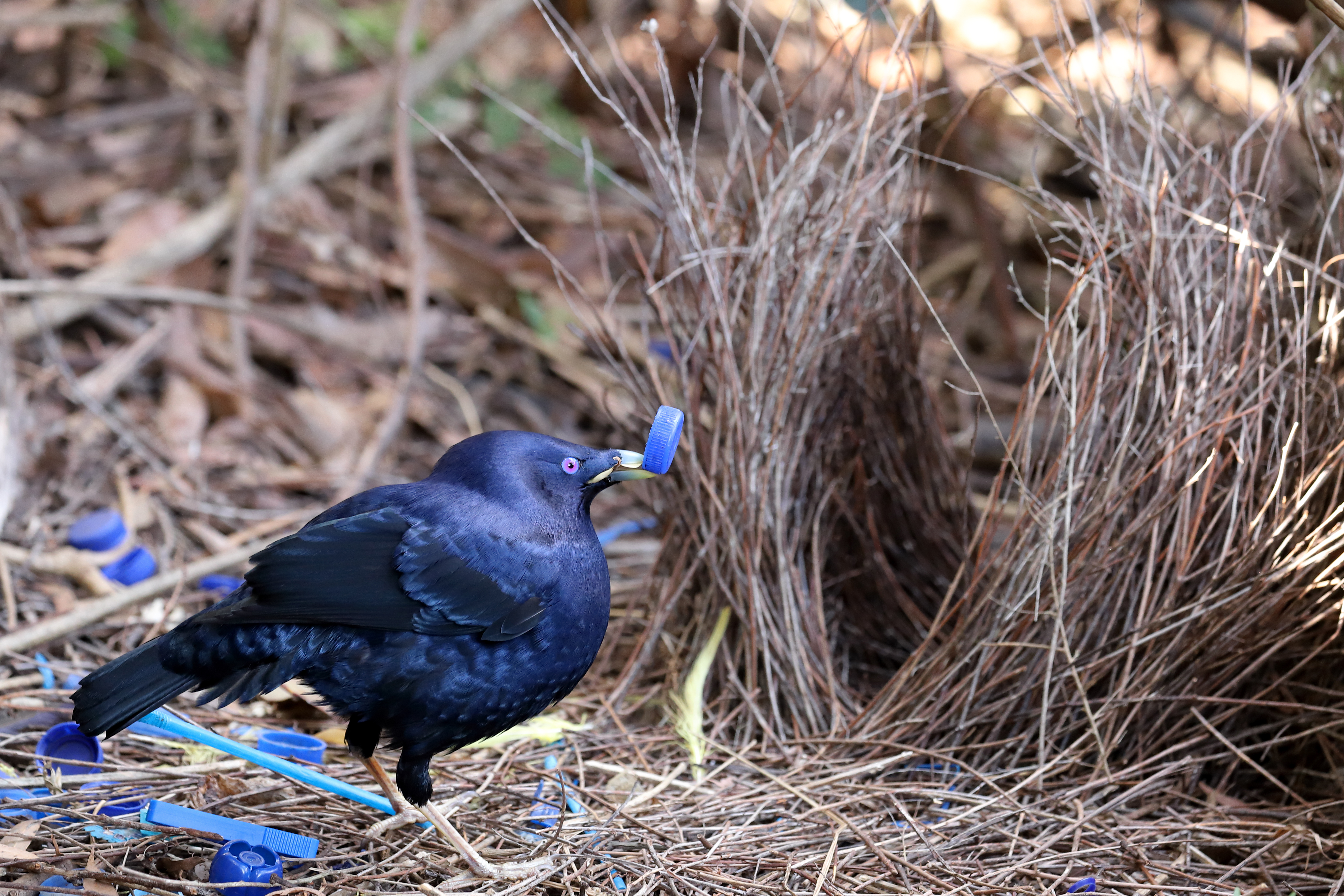 Male bowerbird and its bower