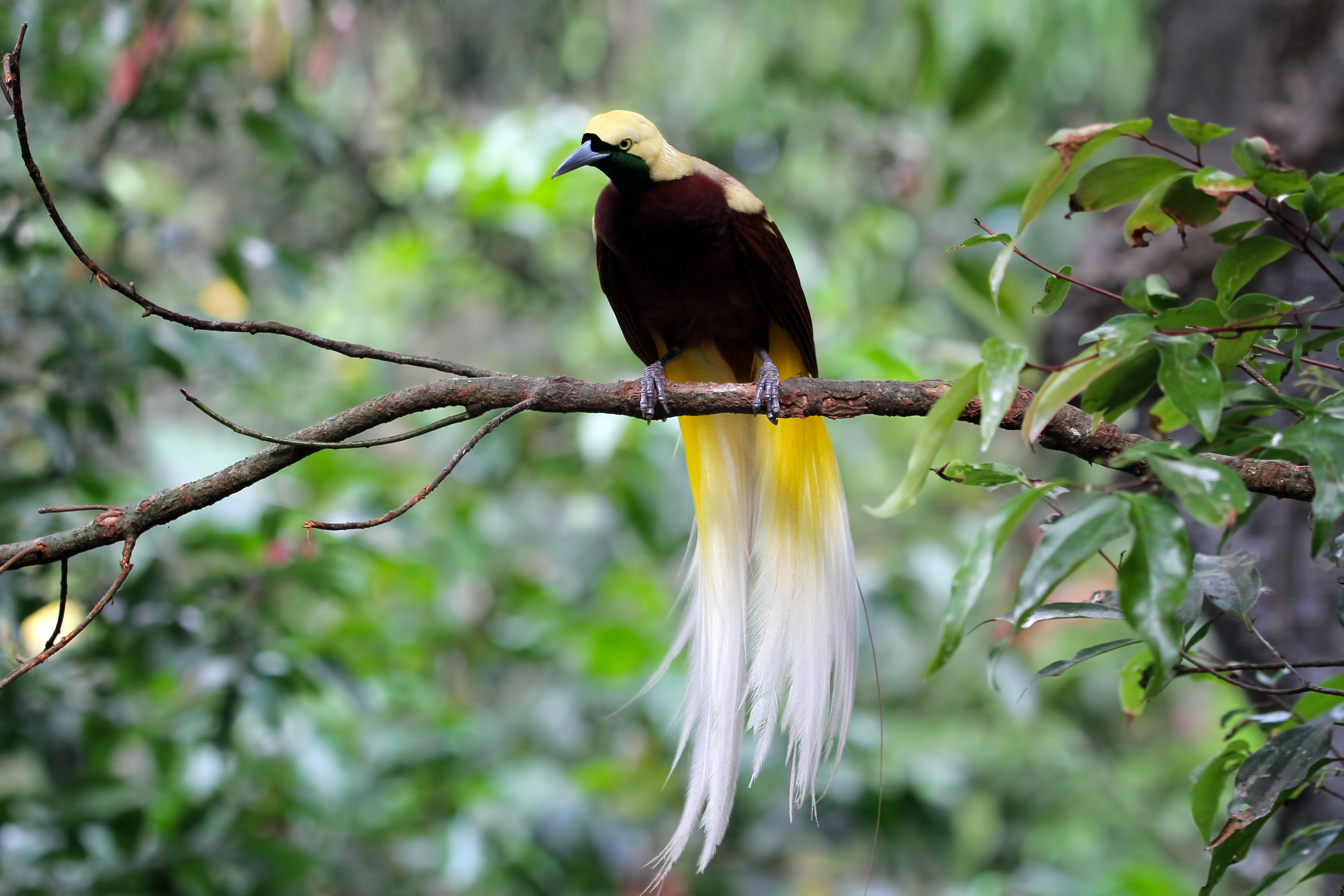 Bird-of-paradise