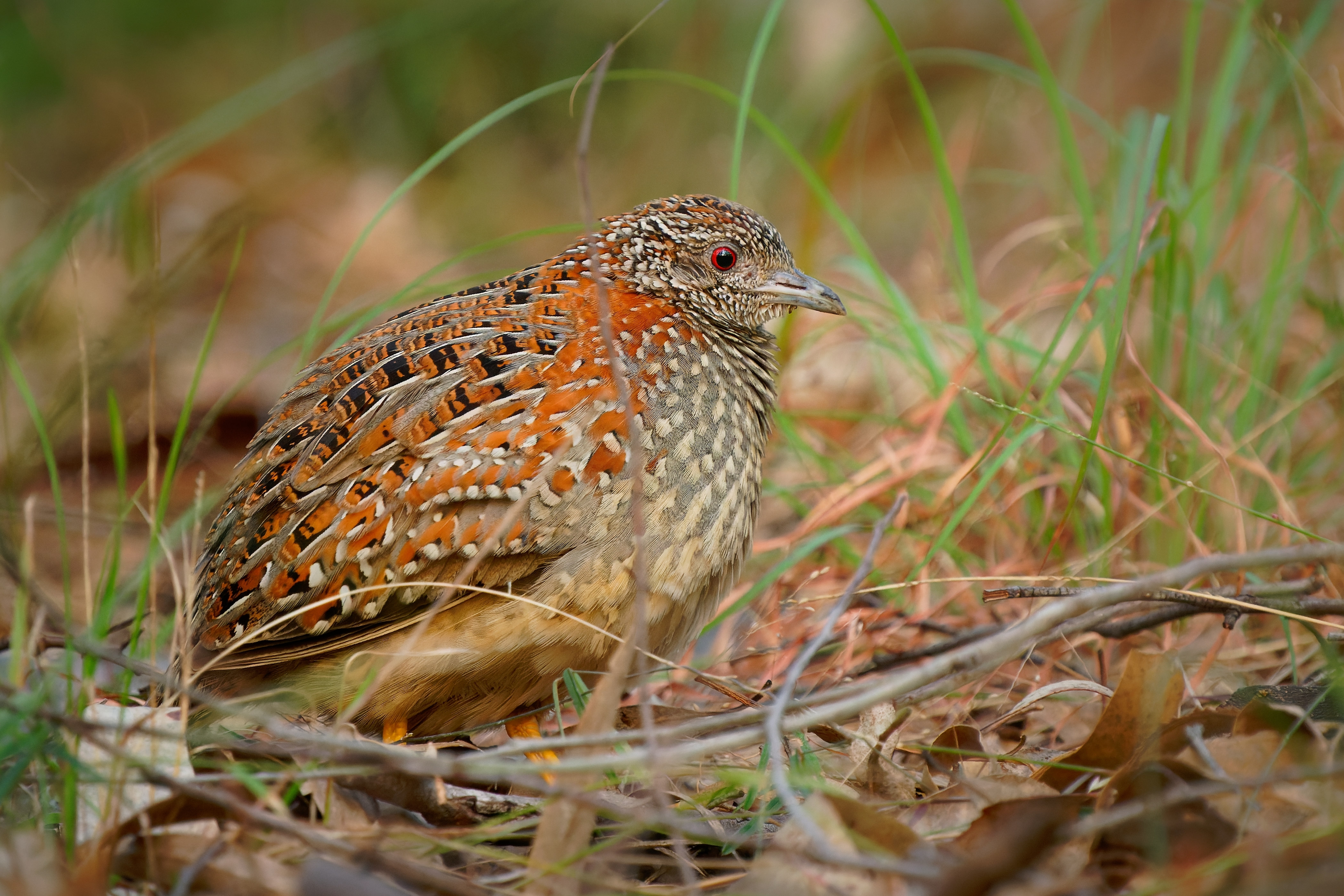 Painted buttonquail