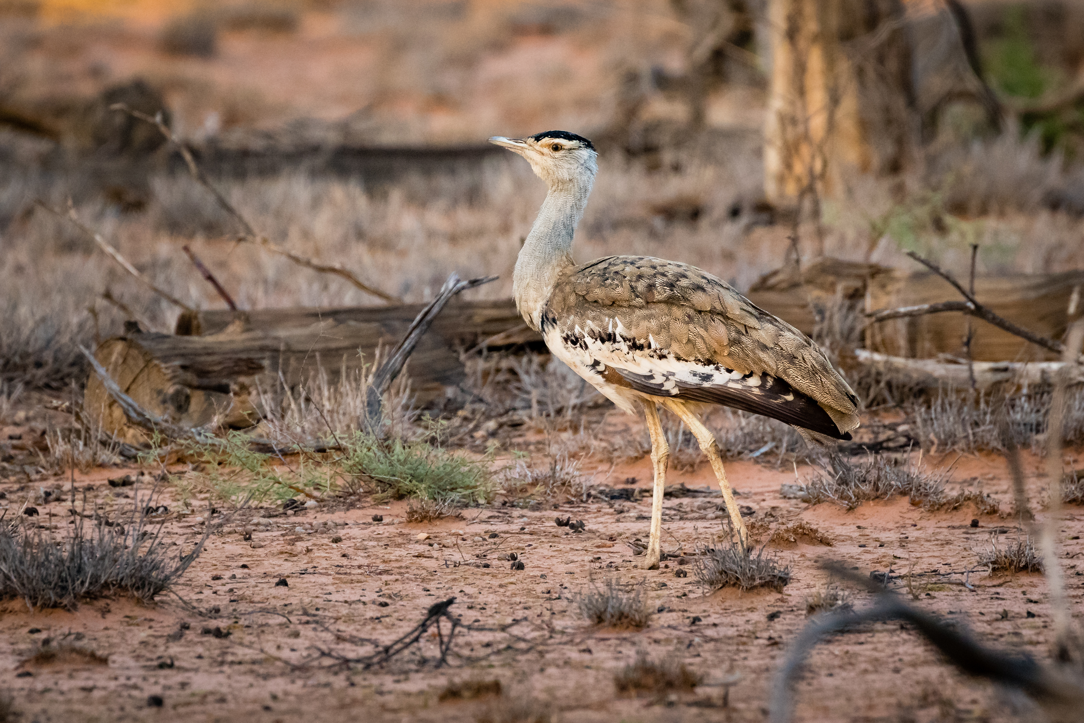 Australian bustard