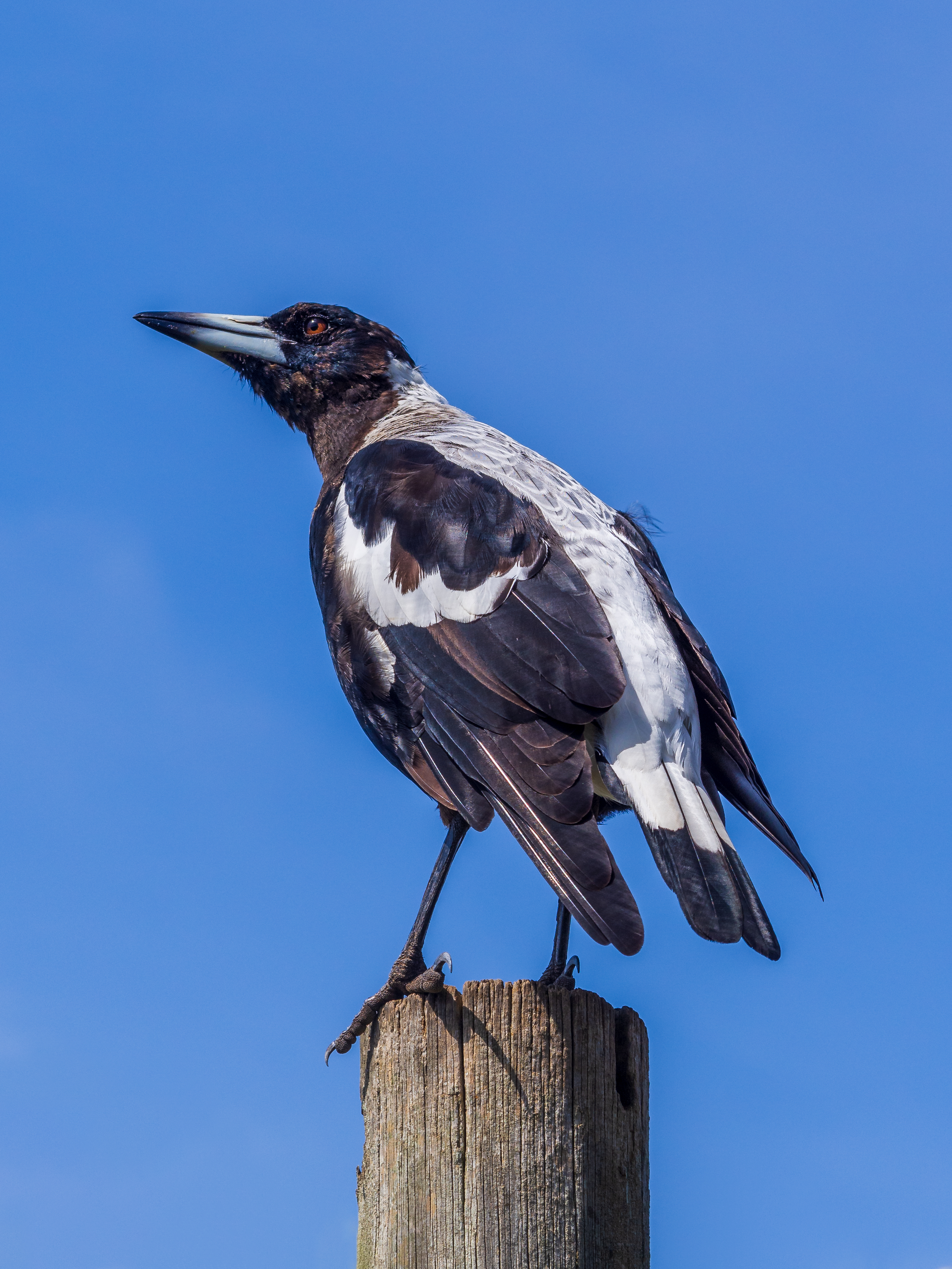 Pied currawong