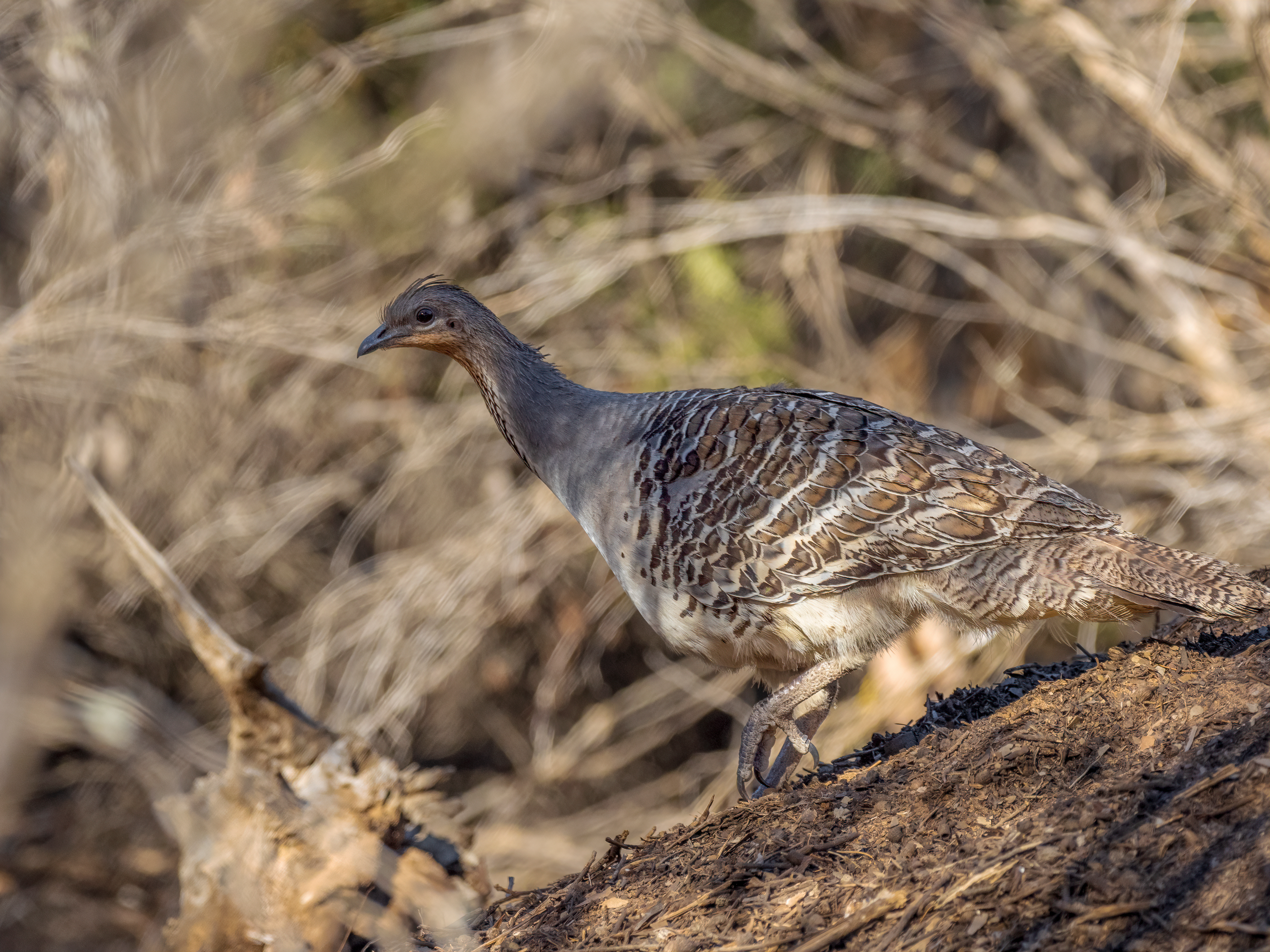 Mallee fowl