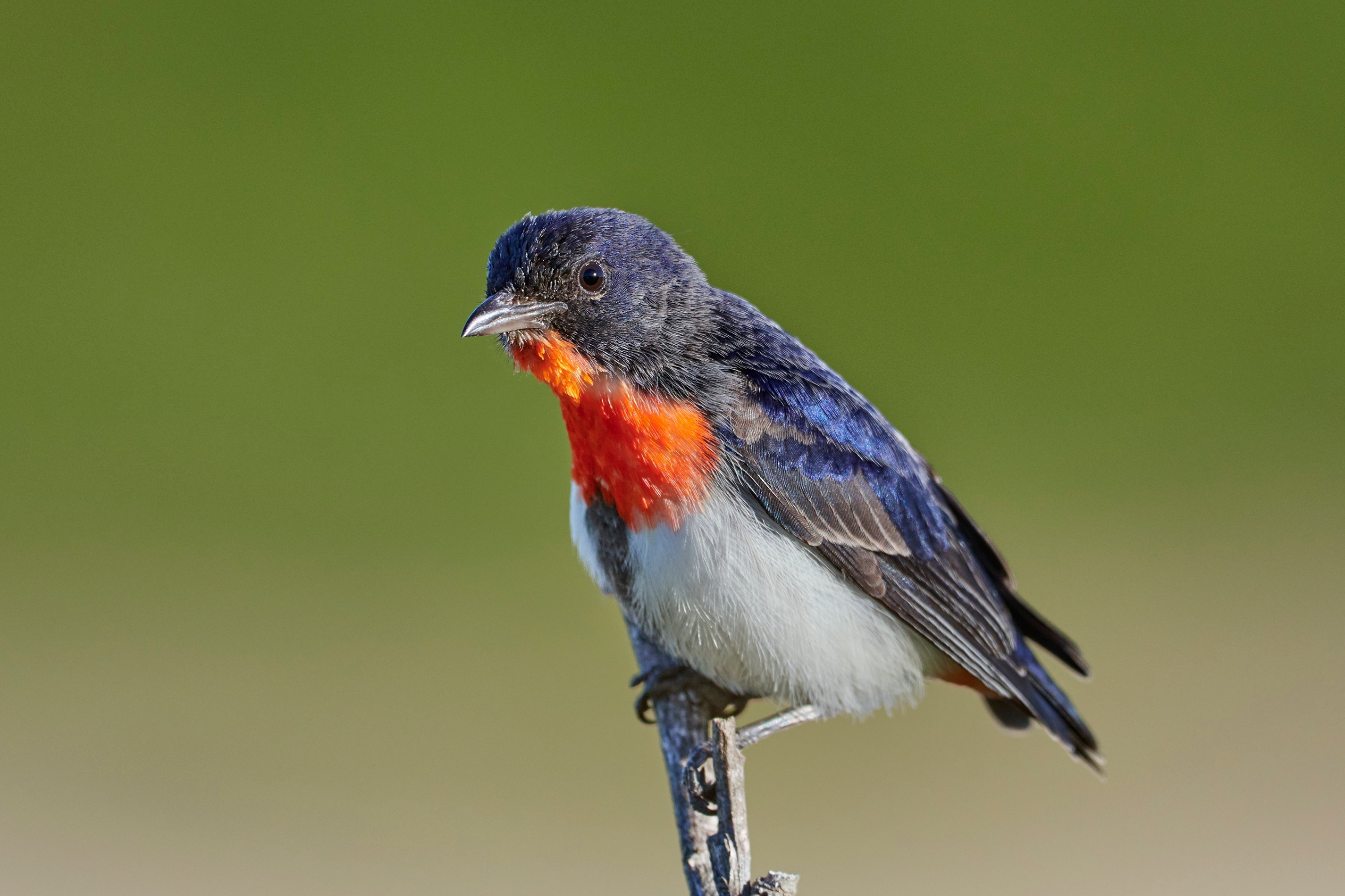 Male mistletoebird