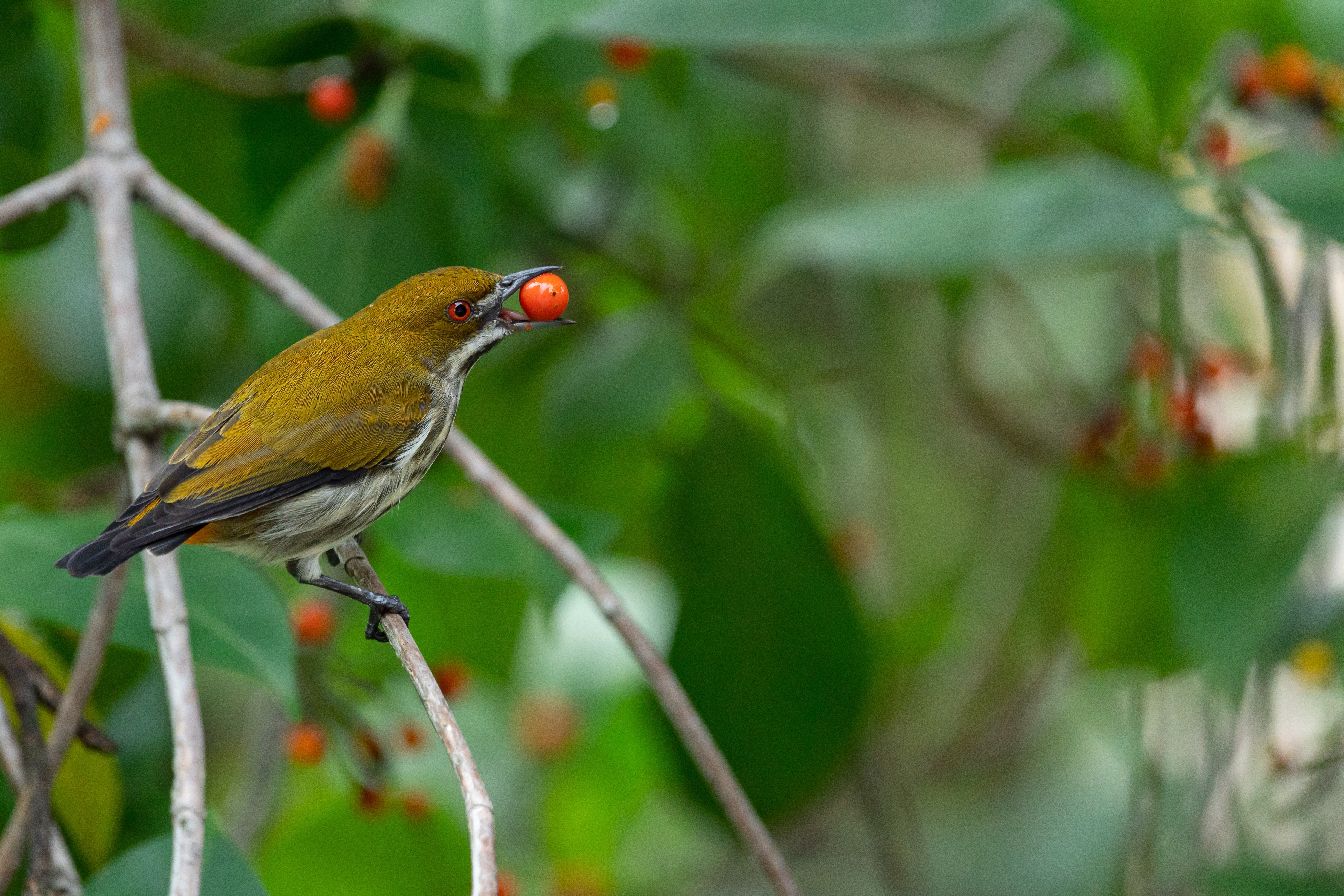 Yellow-vented flowerpecker