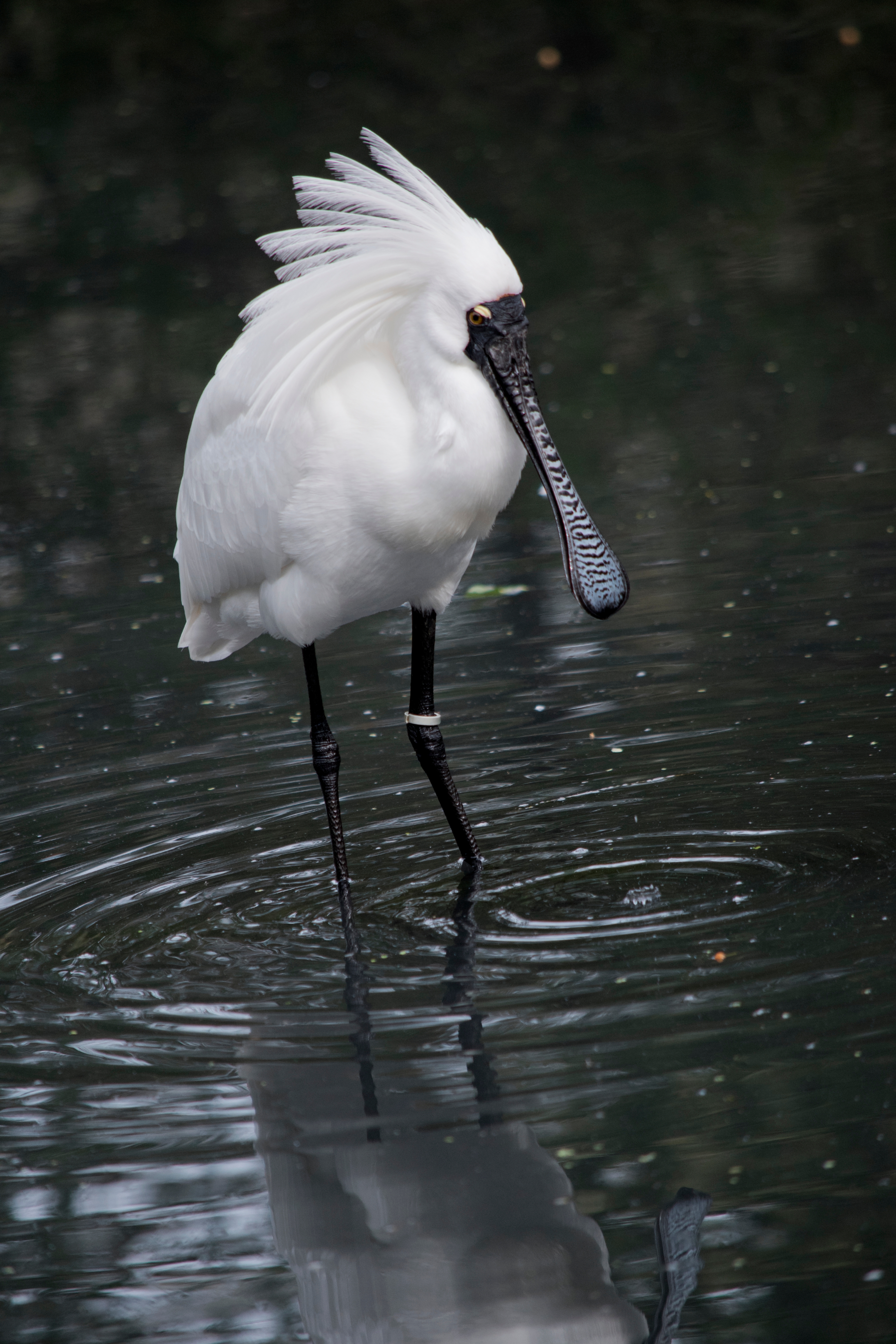 Royal spoonbill