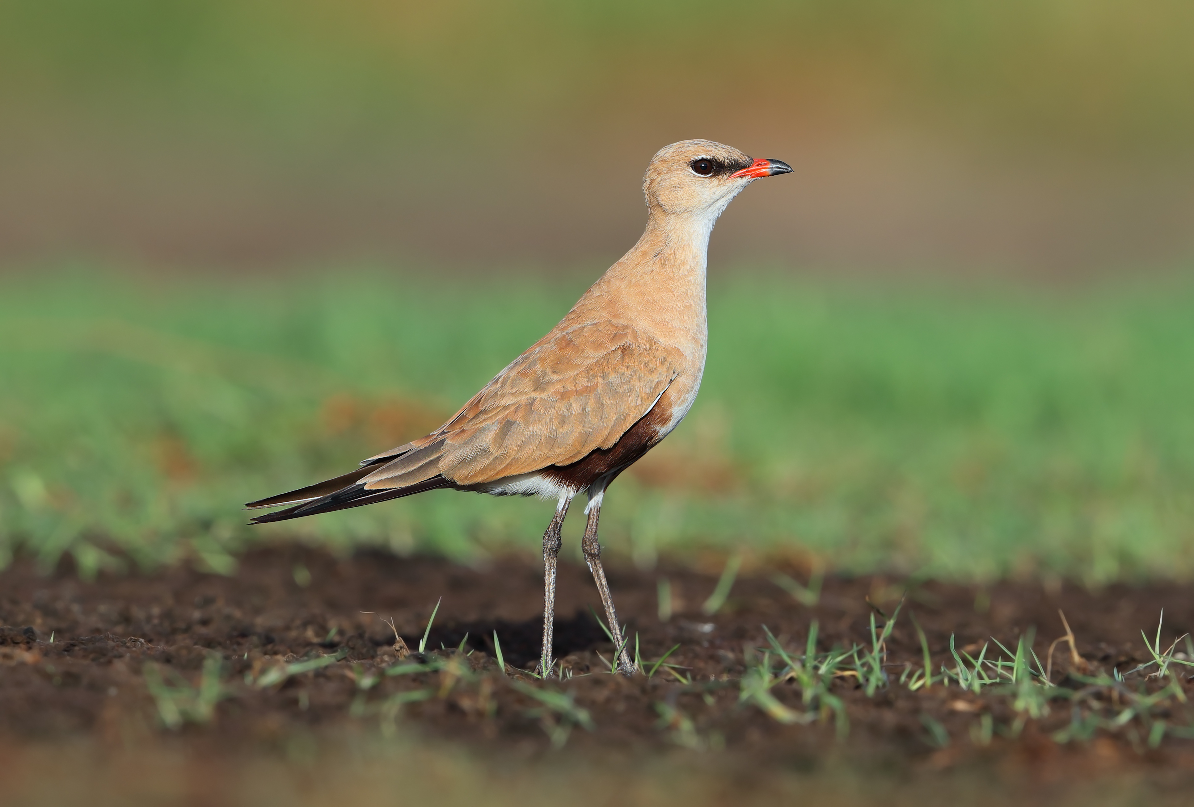 Australian pratincole