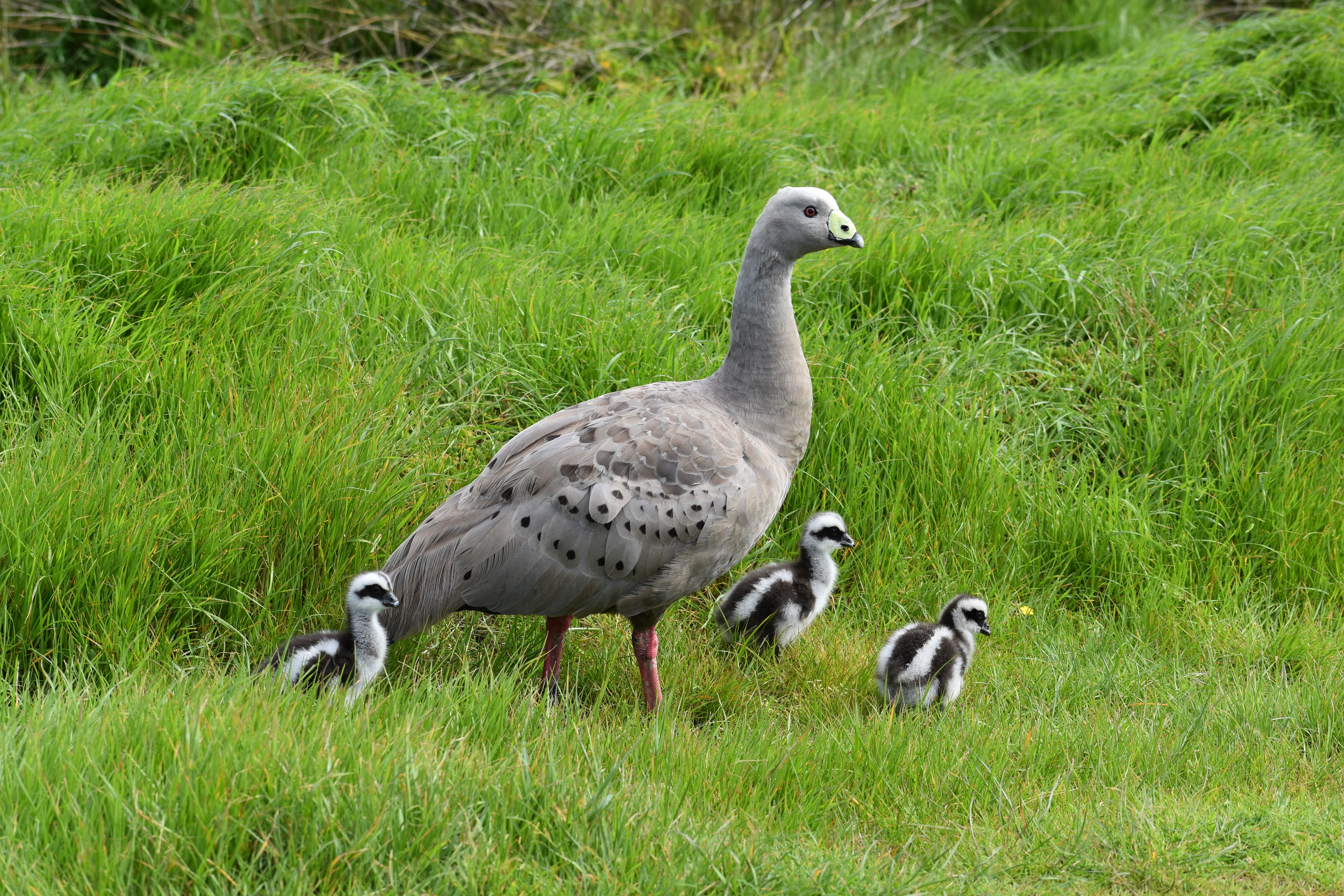 Cape Barren goose and goslings