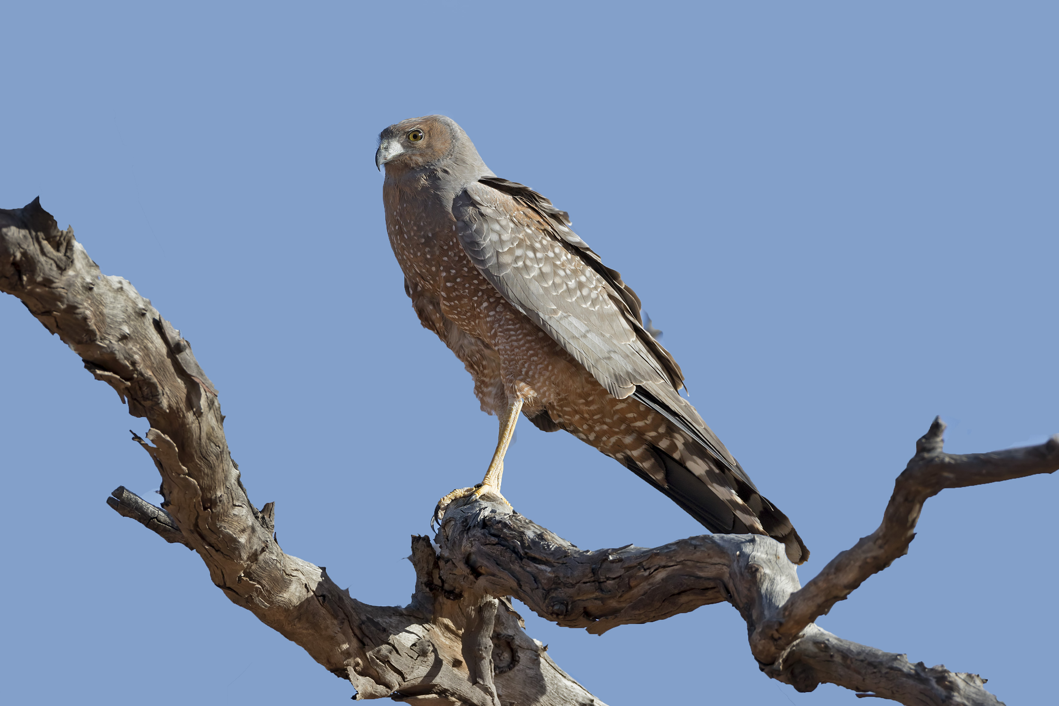 Spotted harrier