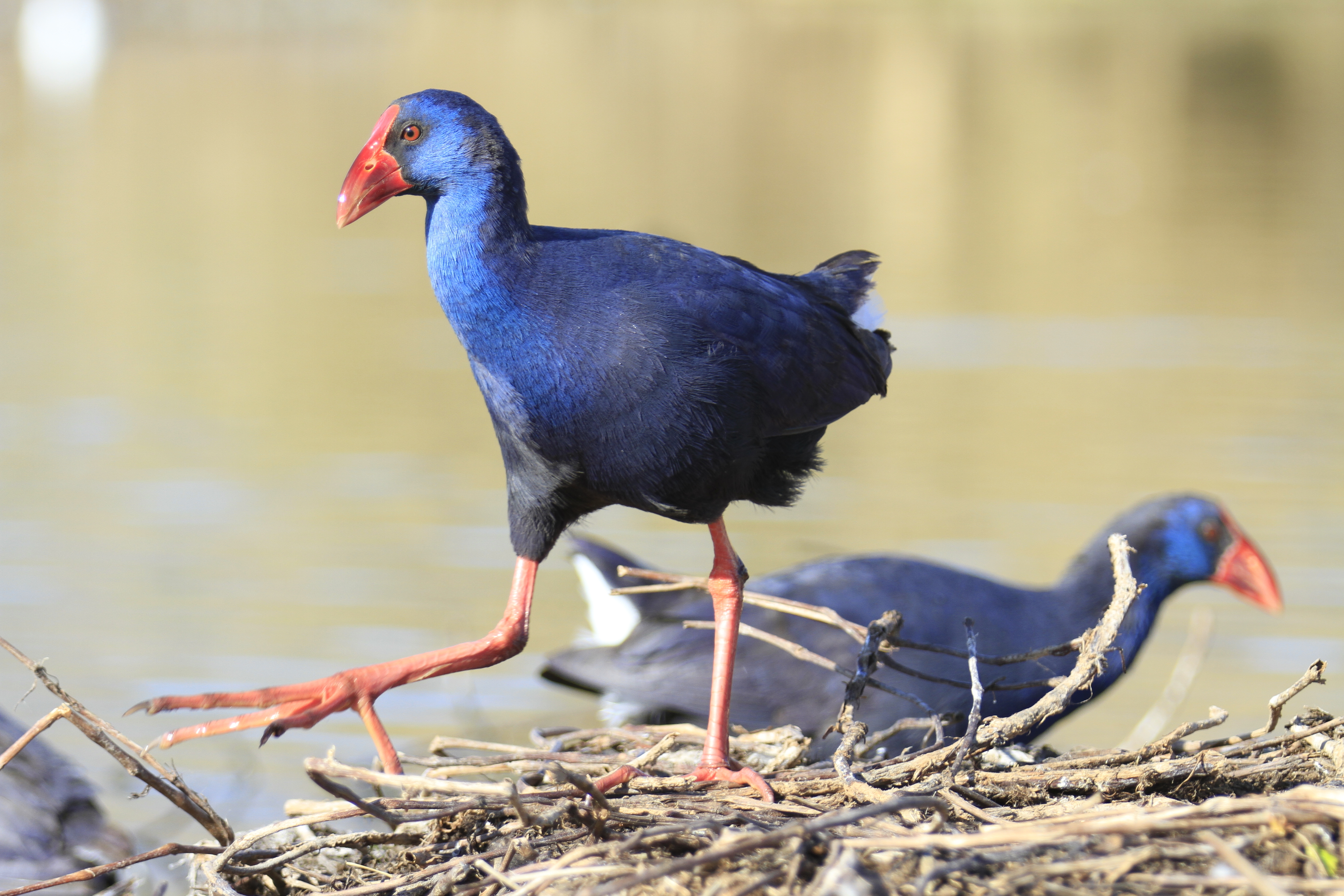 Pūkeko