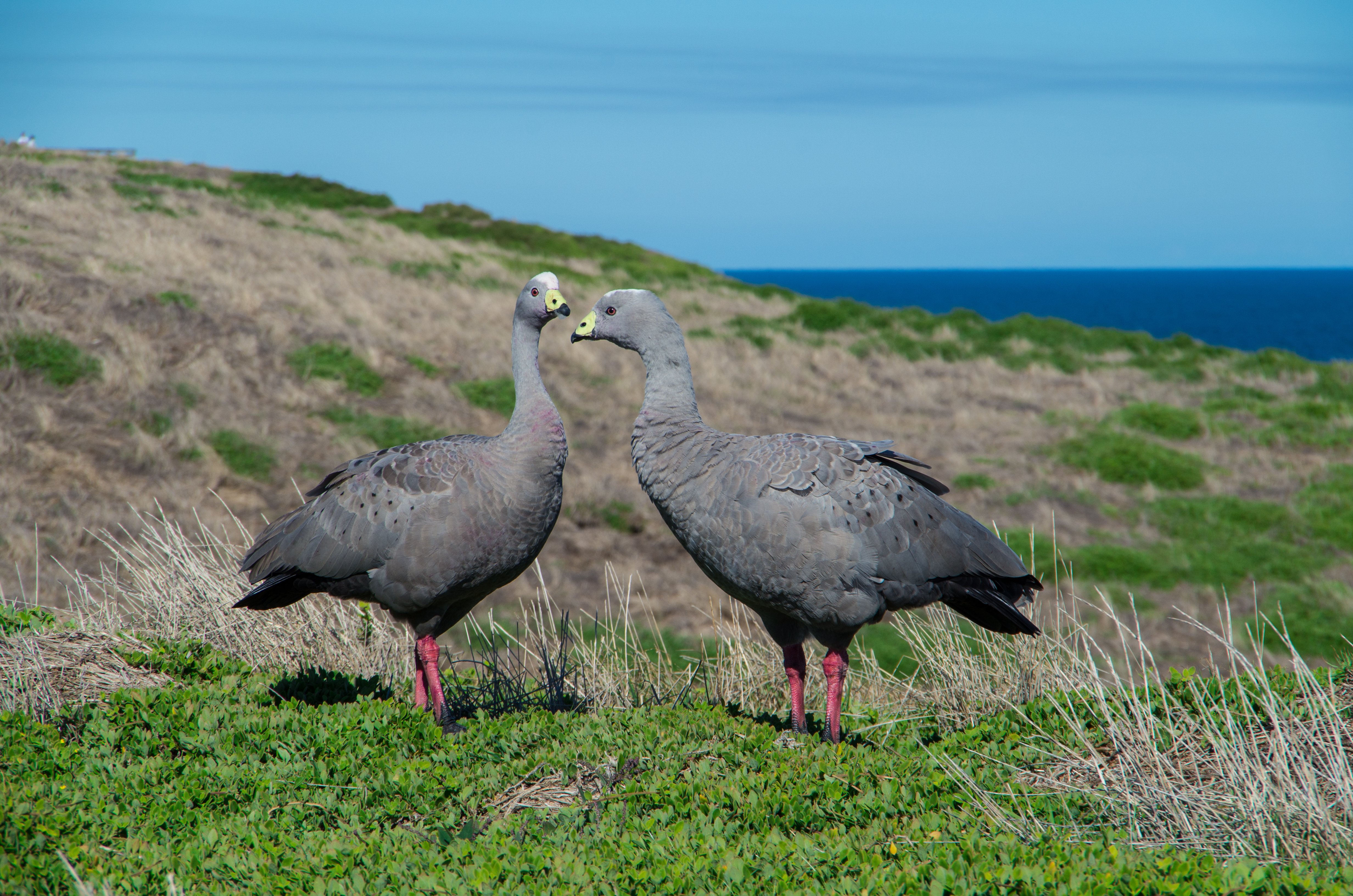 Cape Barren geese on Phillip Island