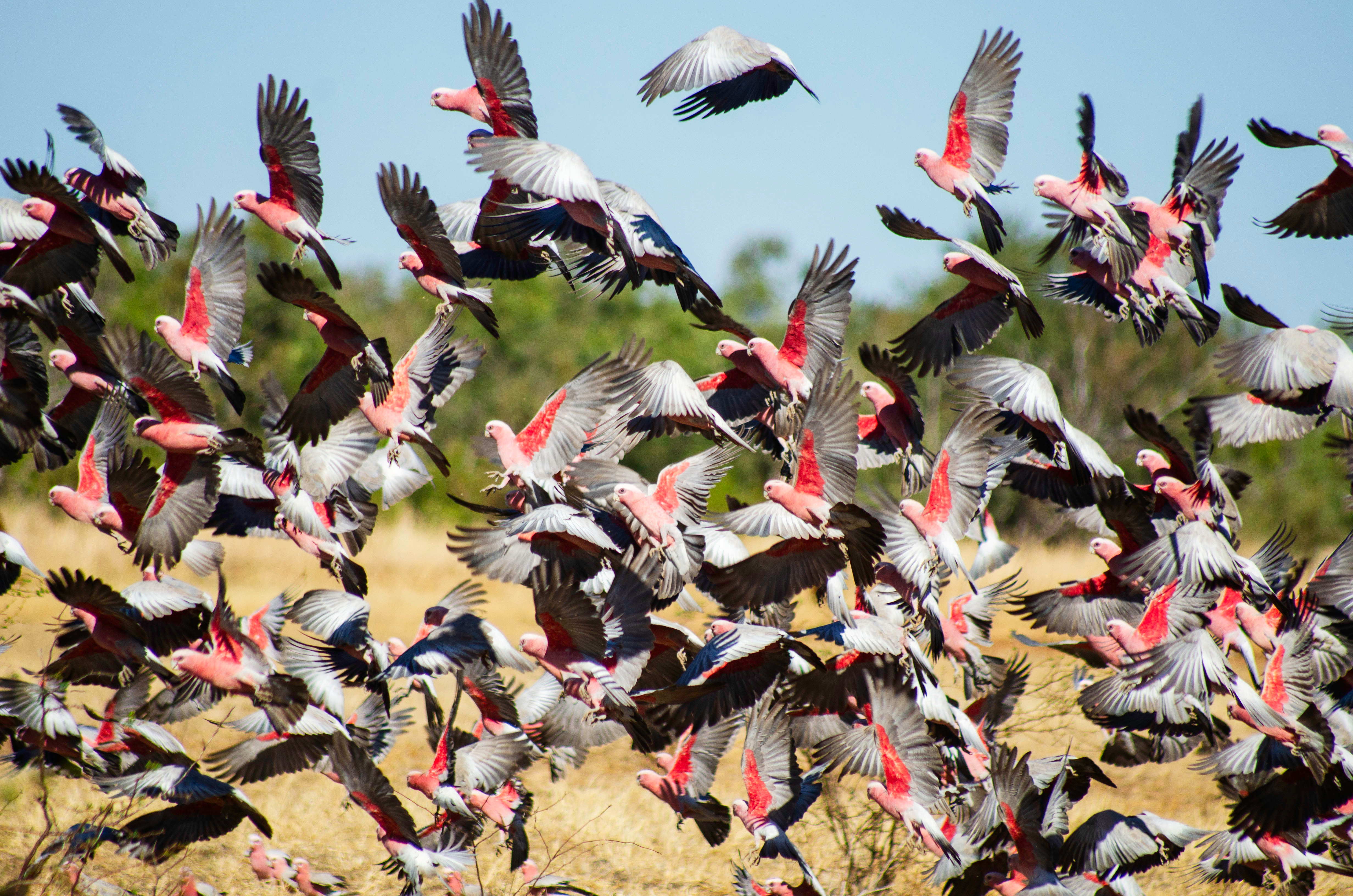 Flock of galahs