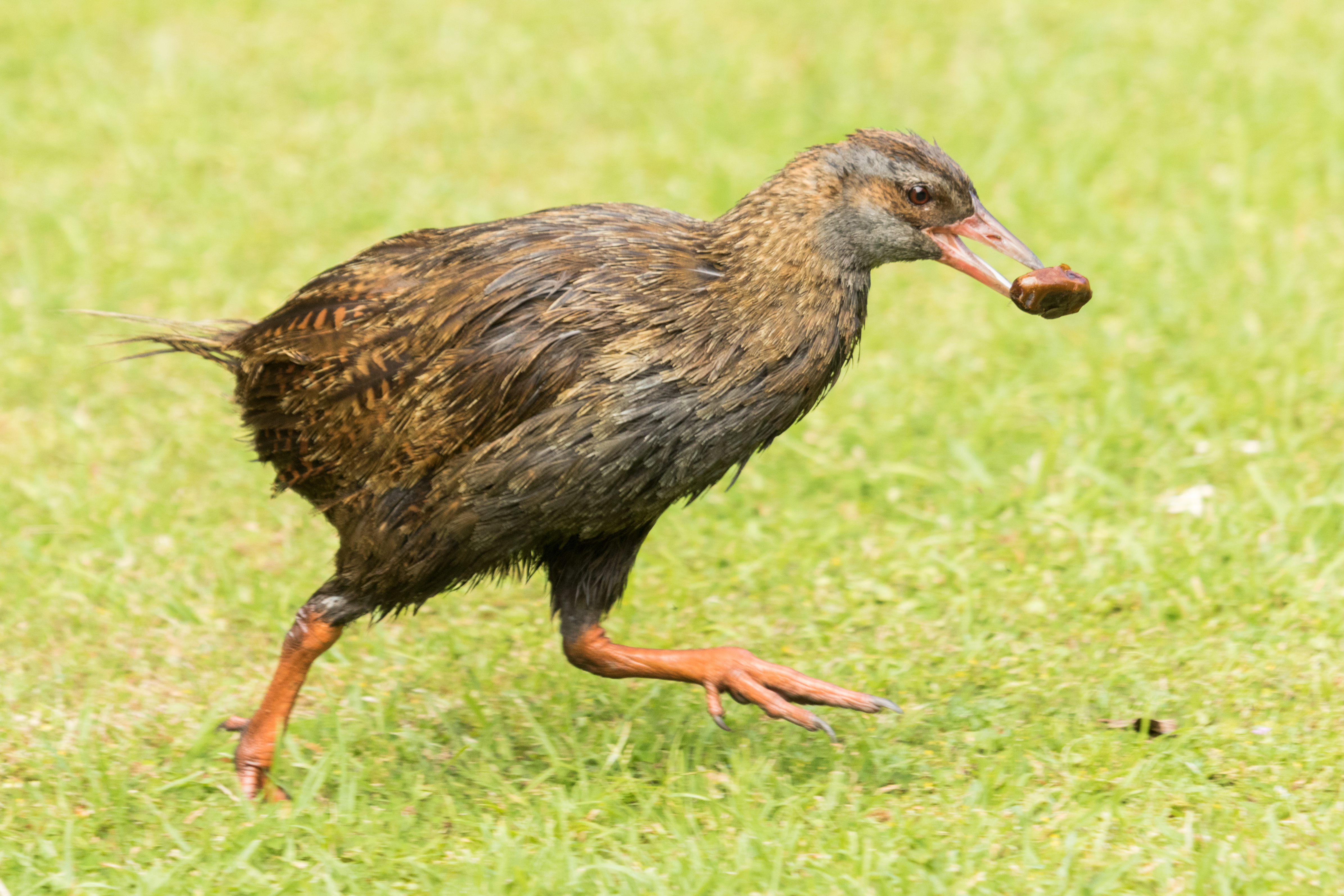 Weka