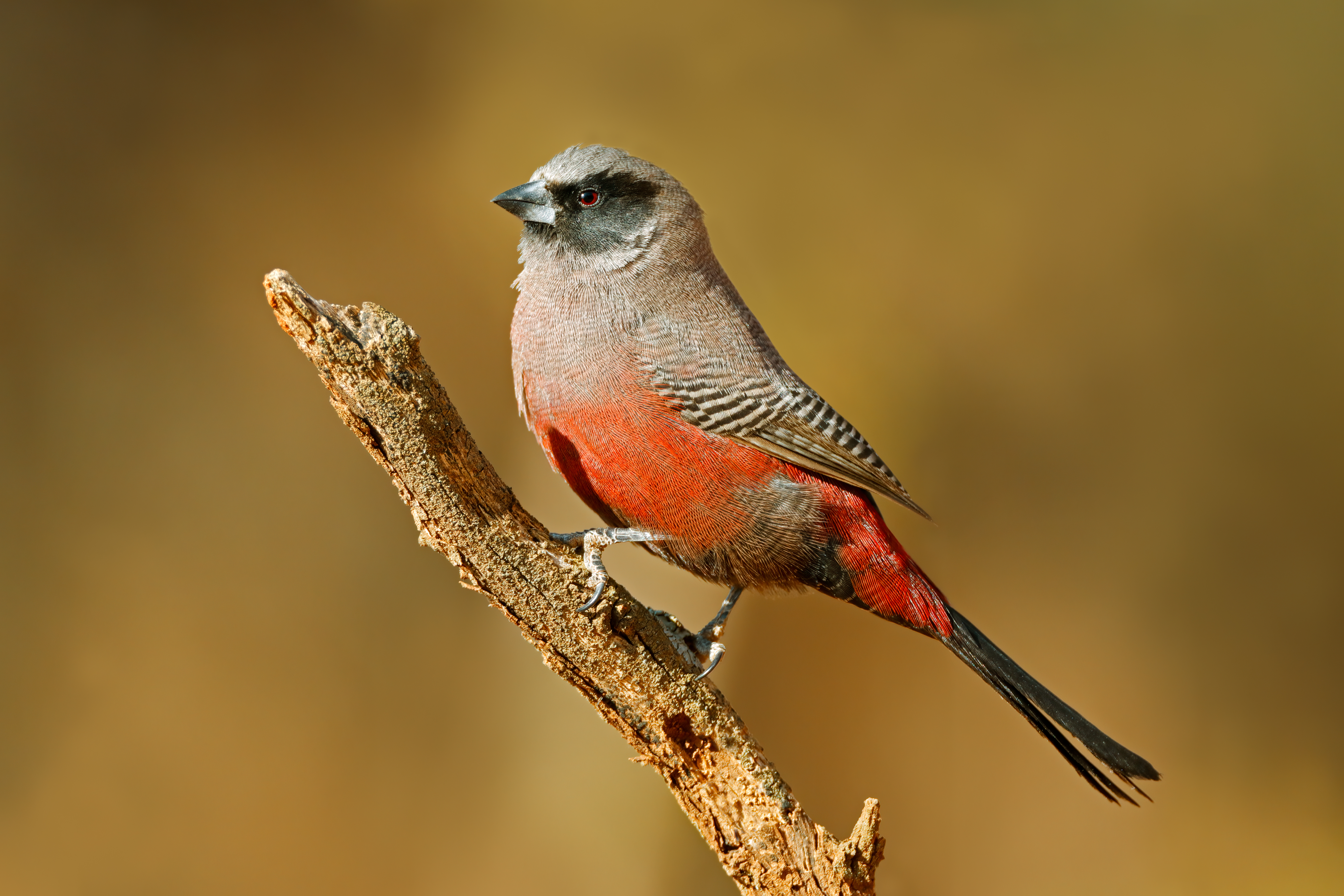 Black-faced waxbill