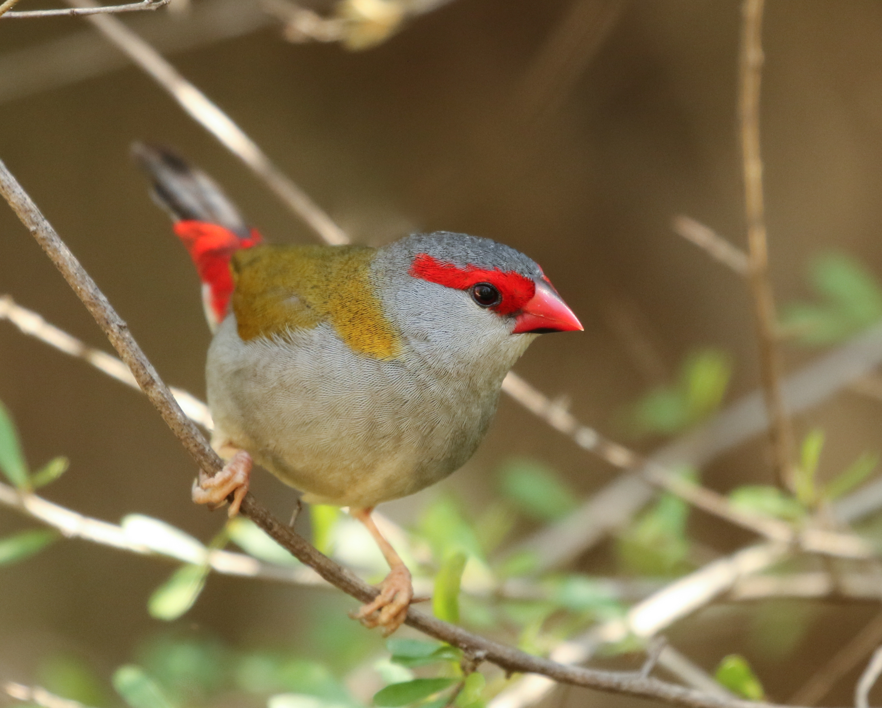 Red-browed firetail