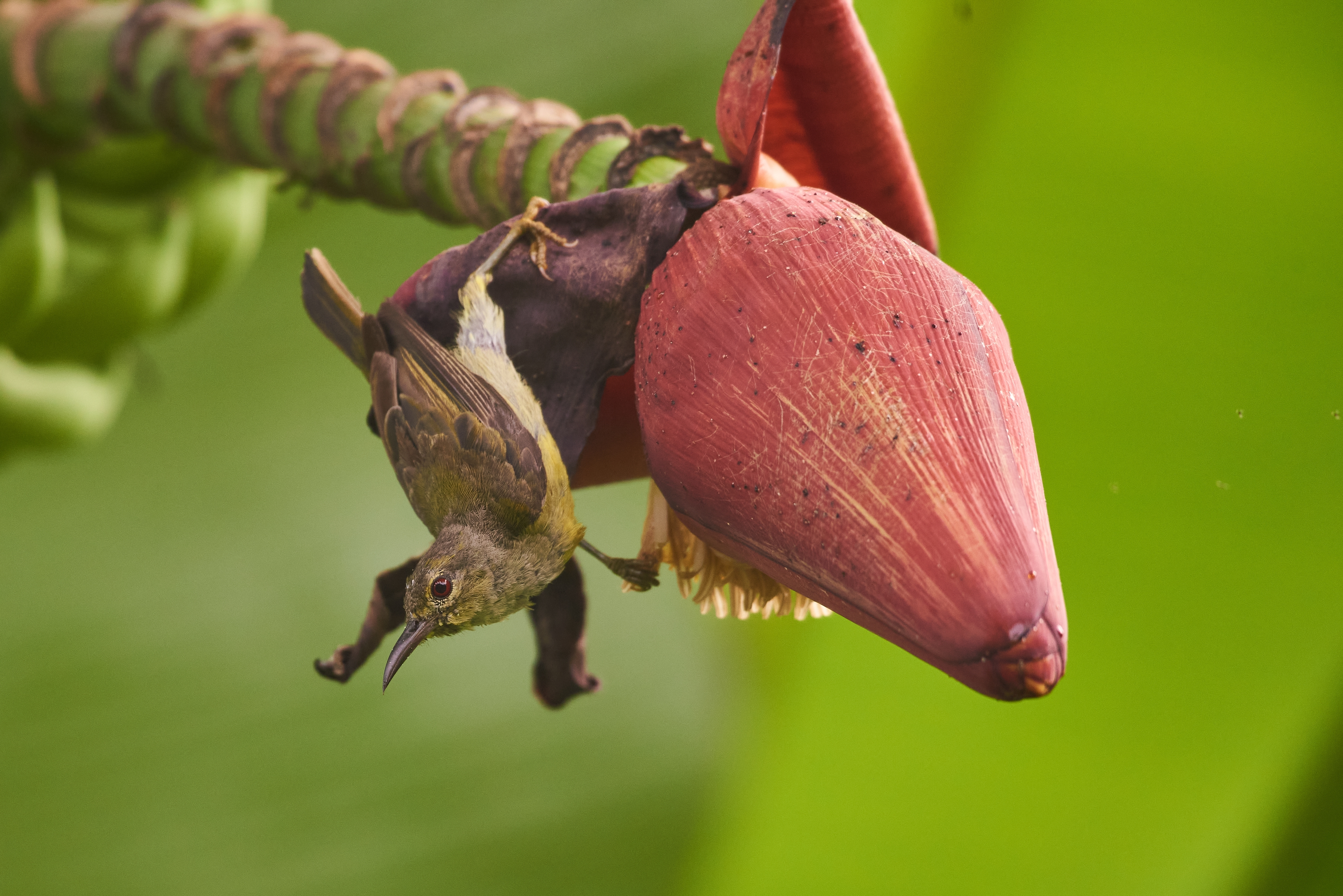 Olive-backed sunbird on a flower of the banana tree