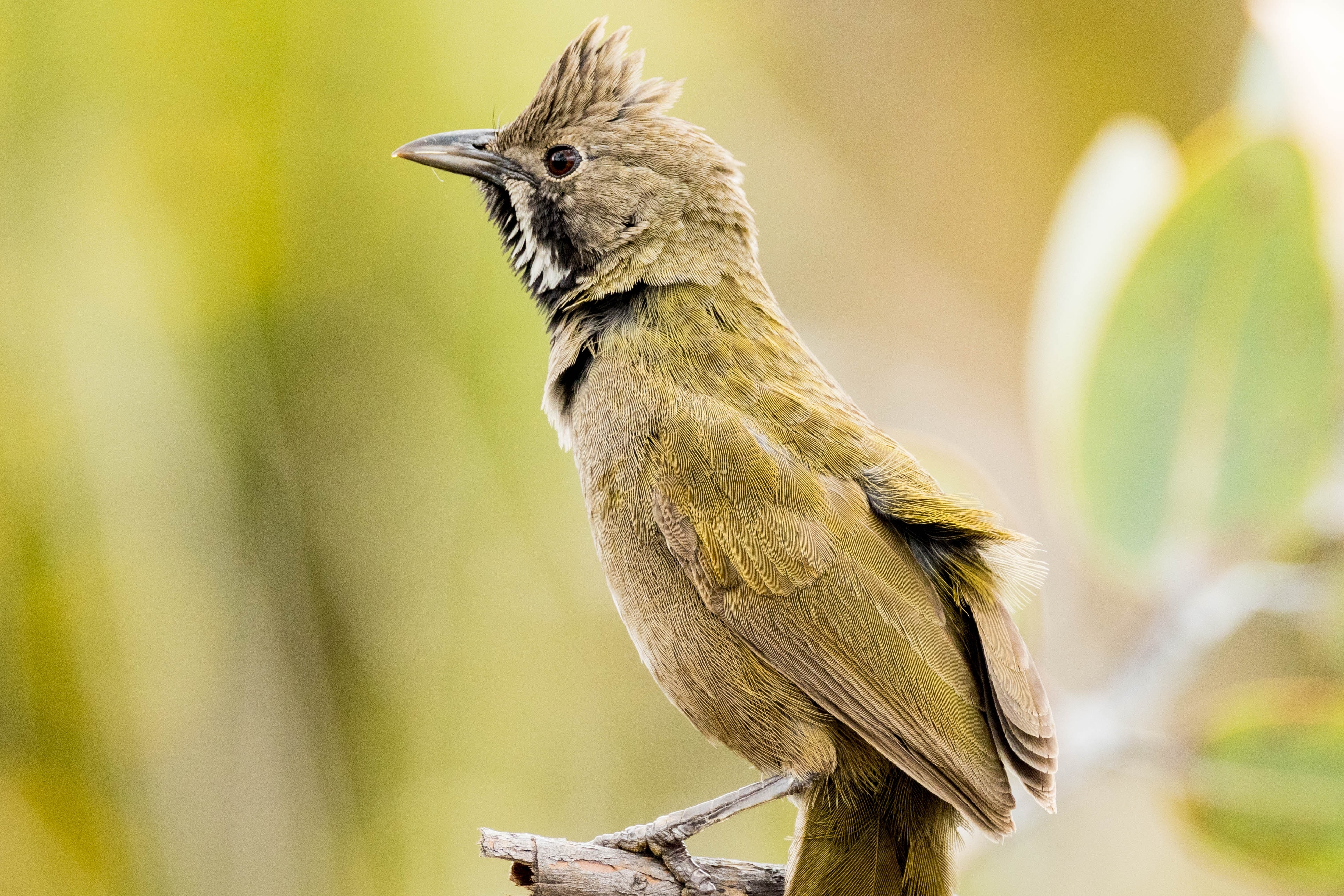 Western whipbird