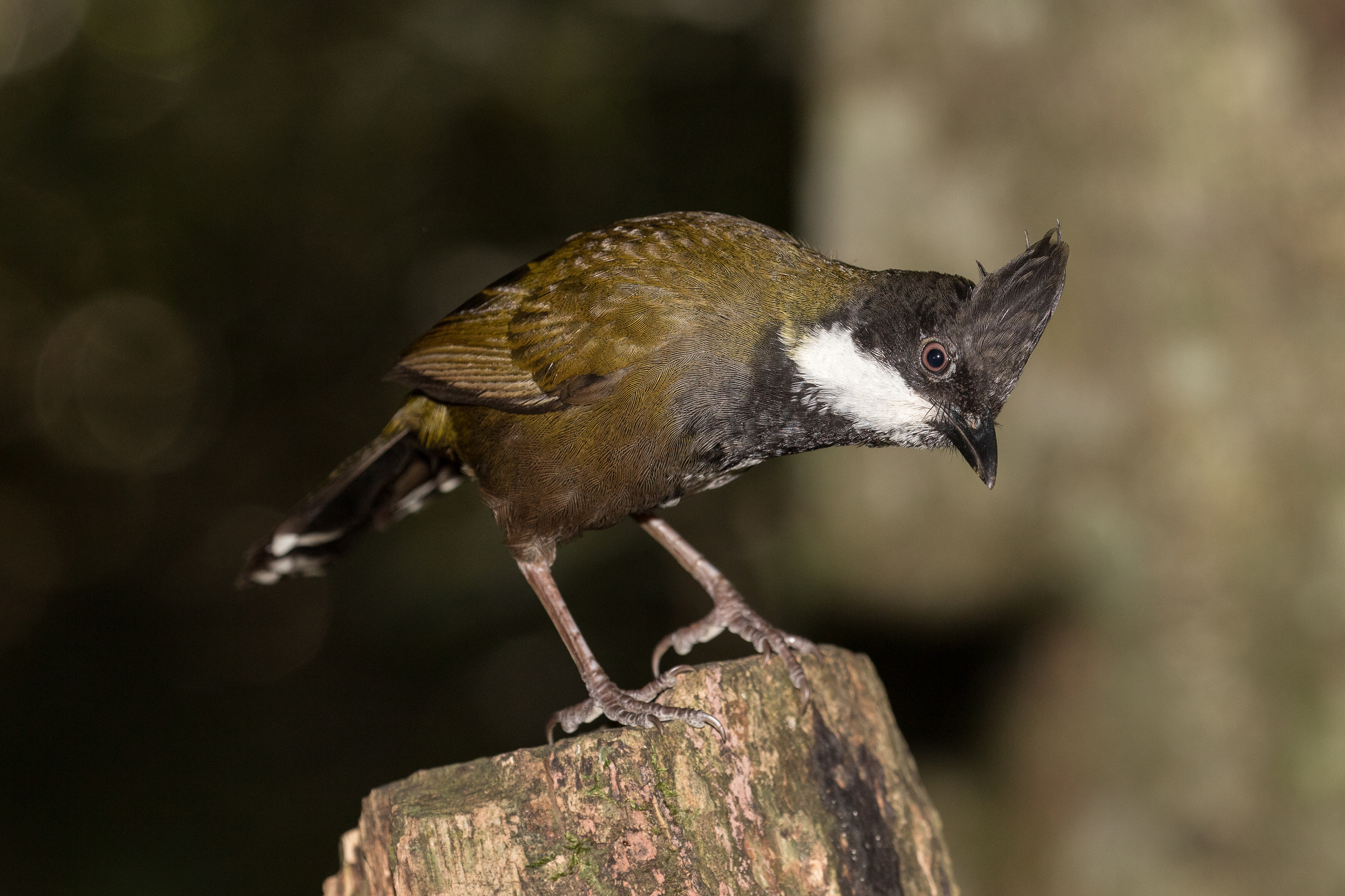 Eastern whipbird