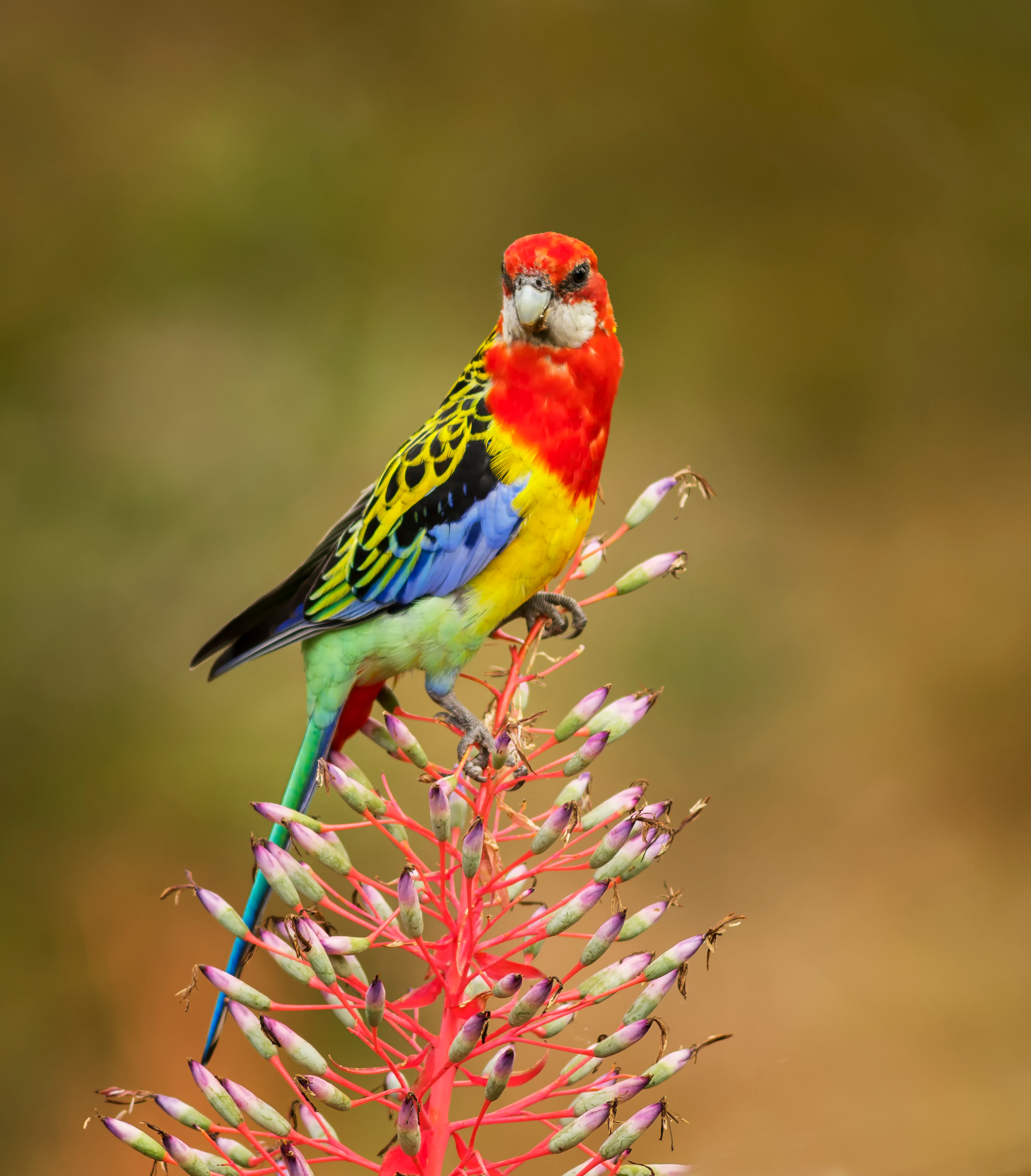 Eastern rosella