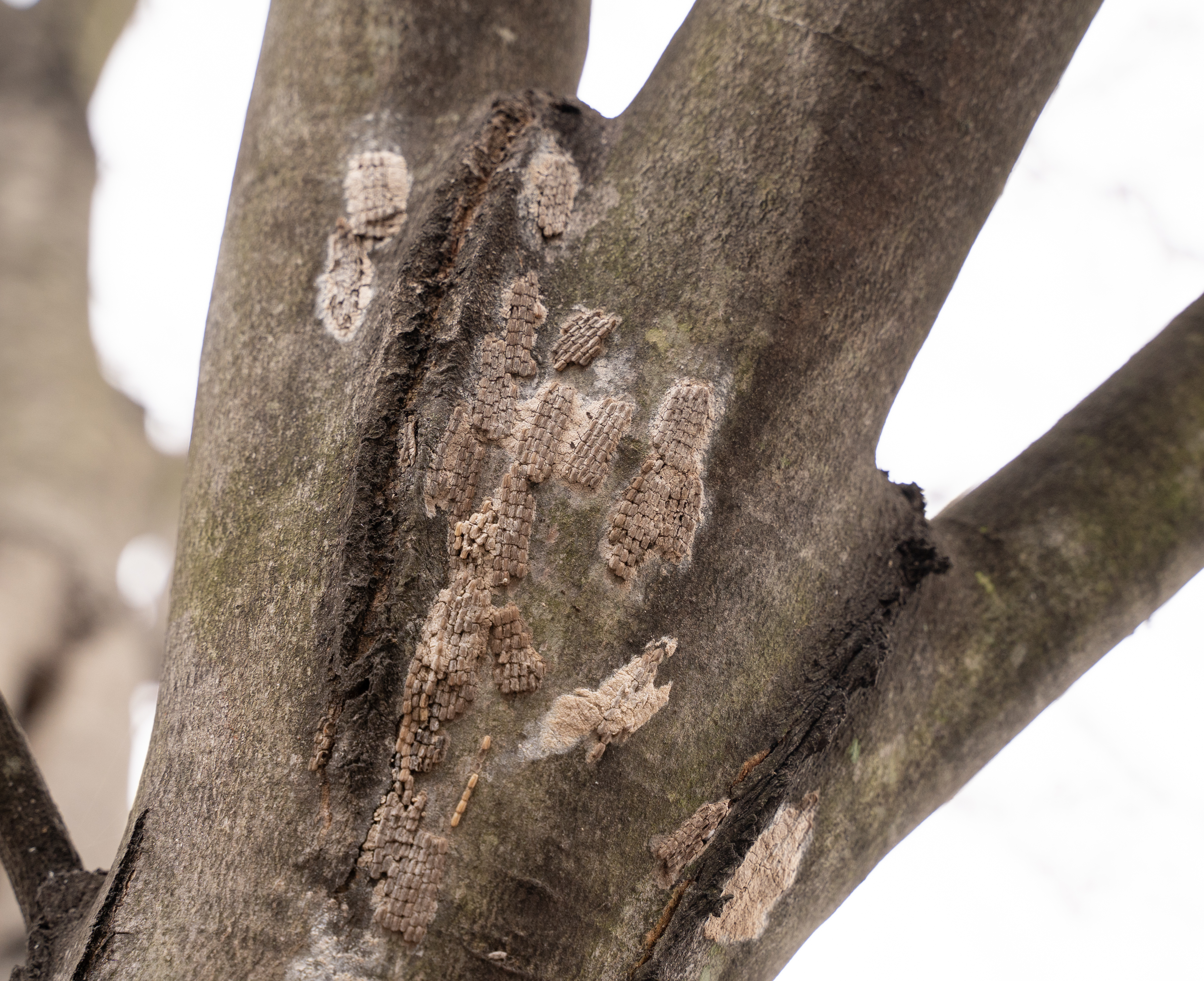 Spotted lanternfly egg masses on a tree