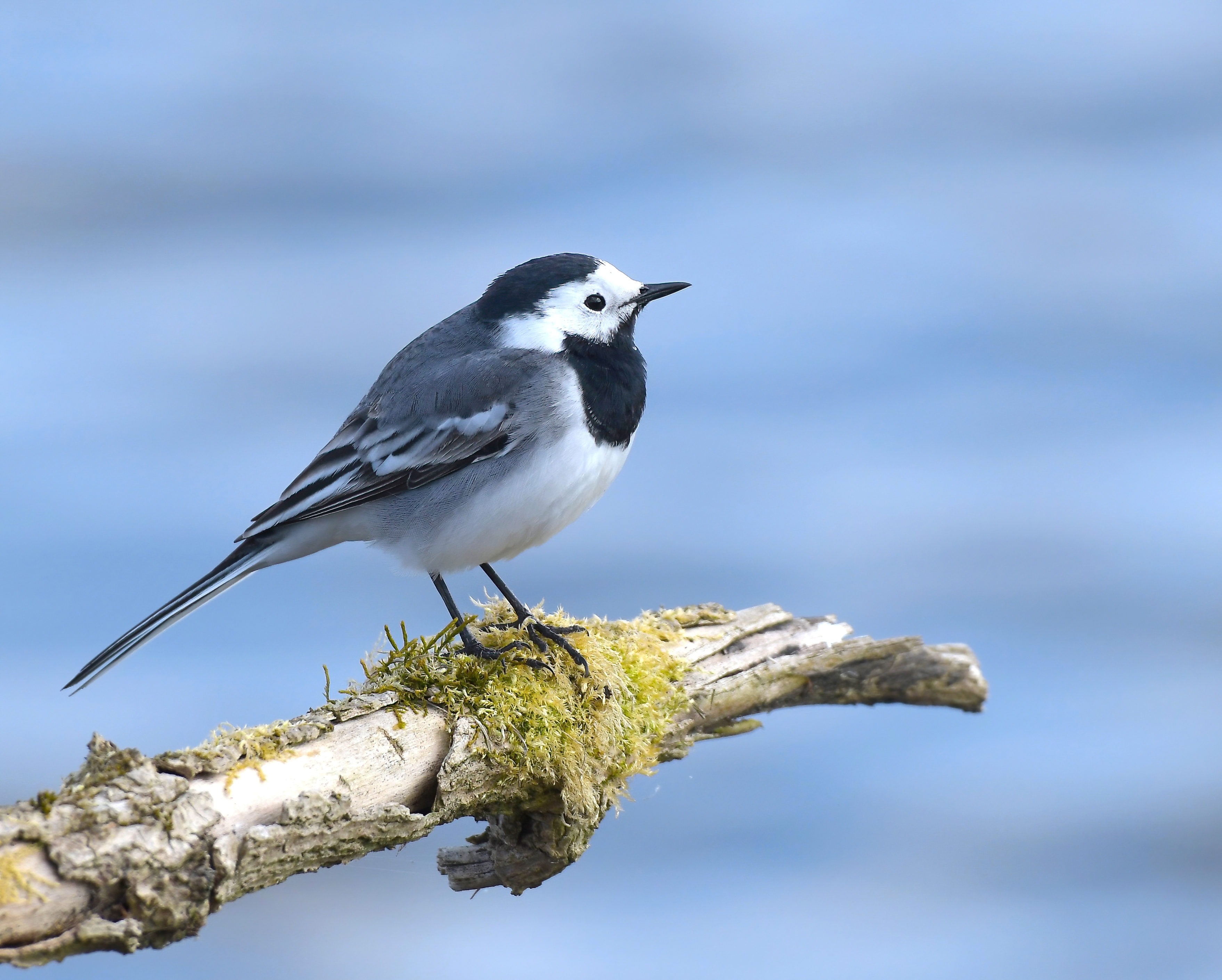 Wagtail