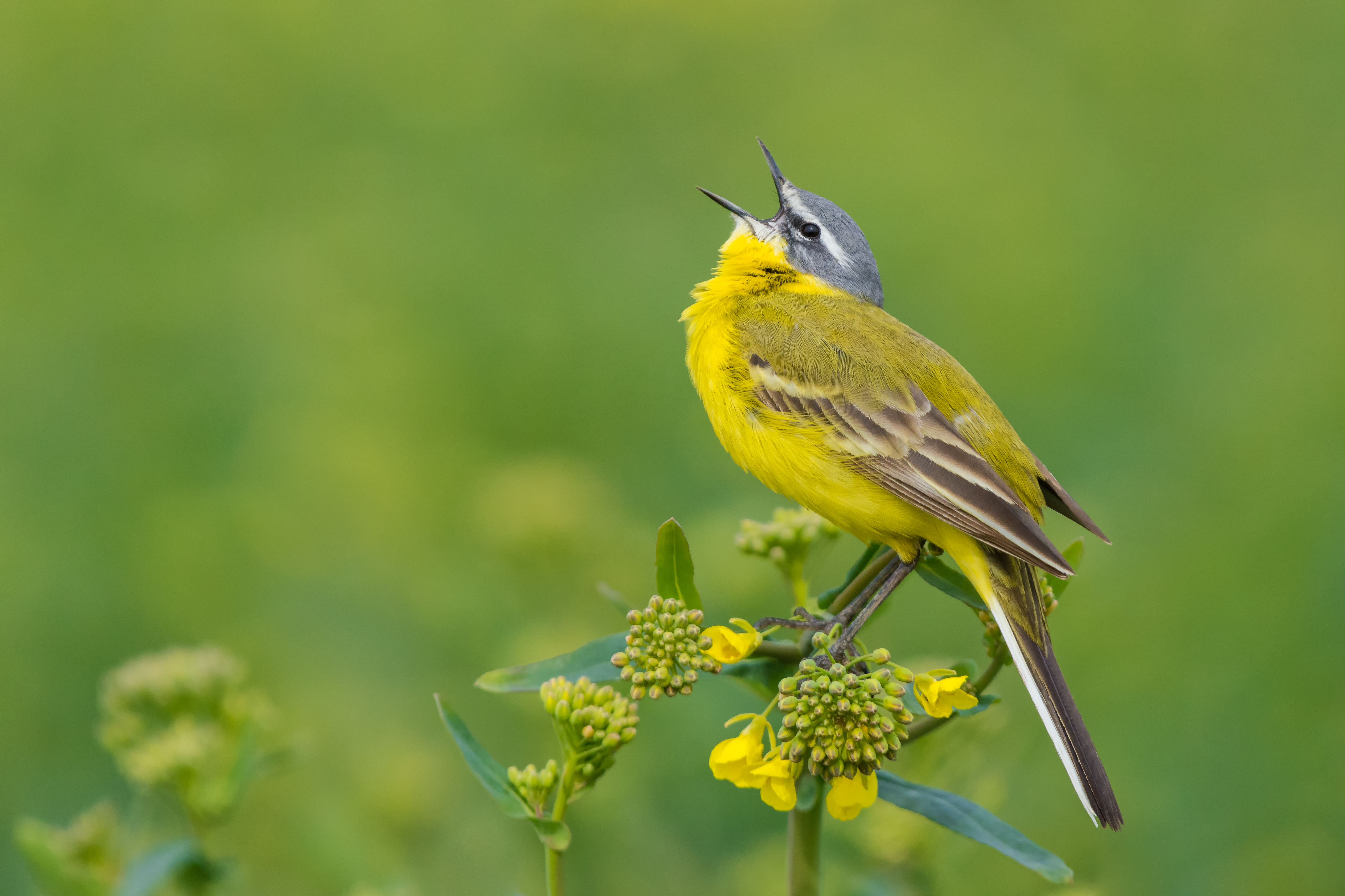 Yellow wagtail