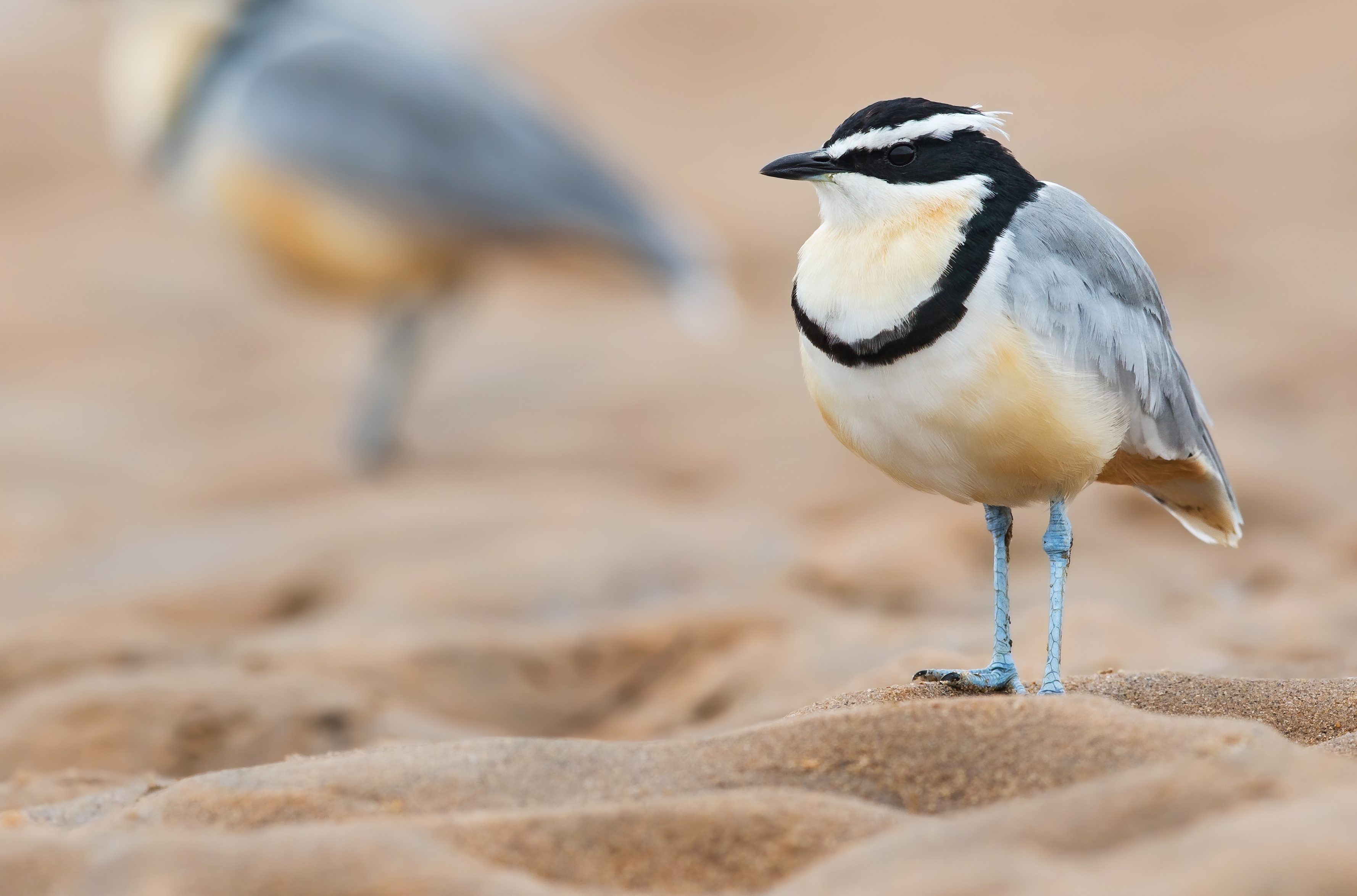 Egyptian plover