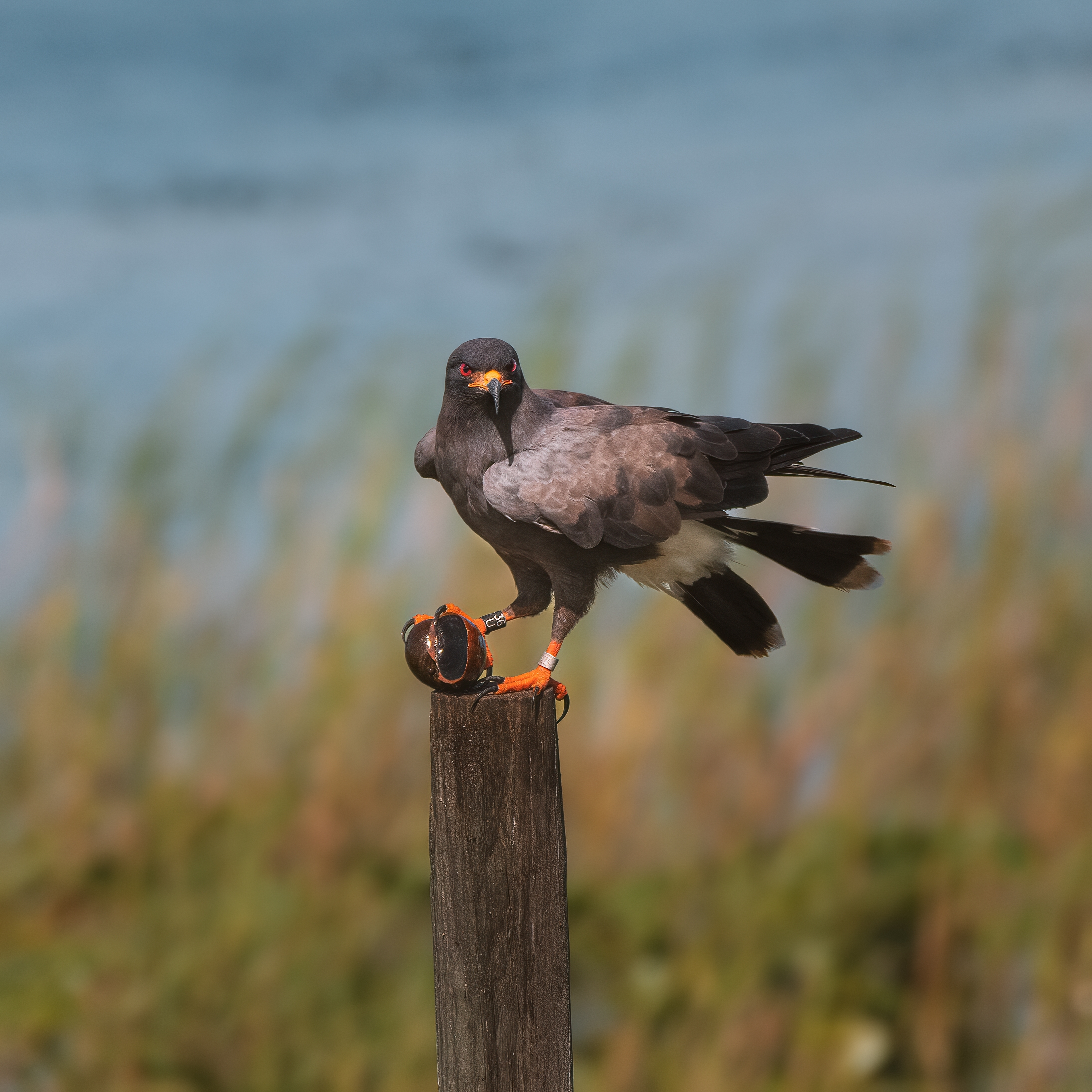 Snail kite preparing to eat