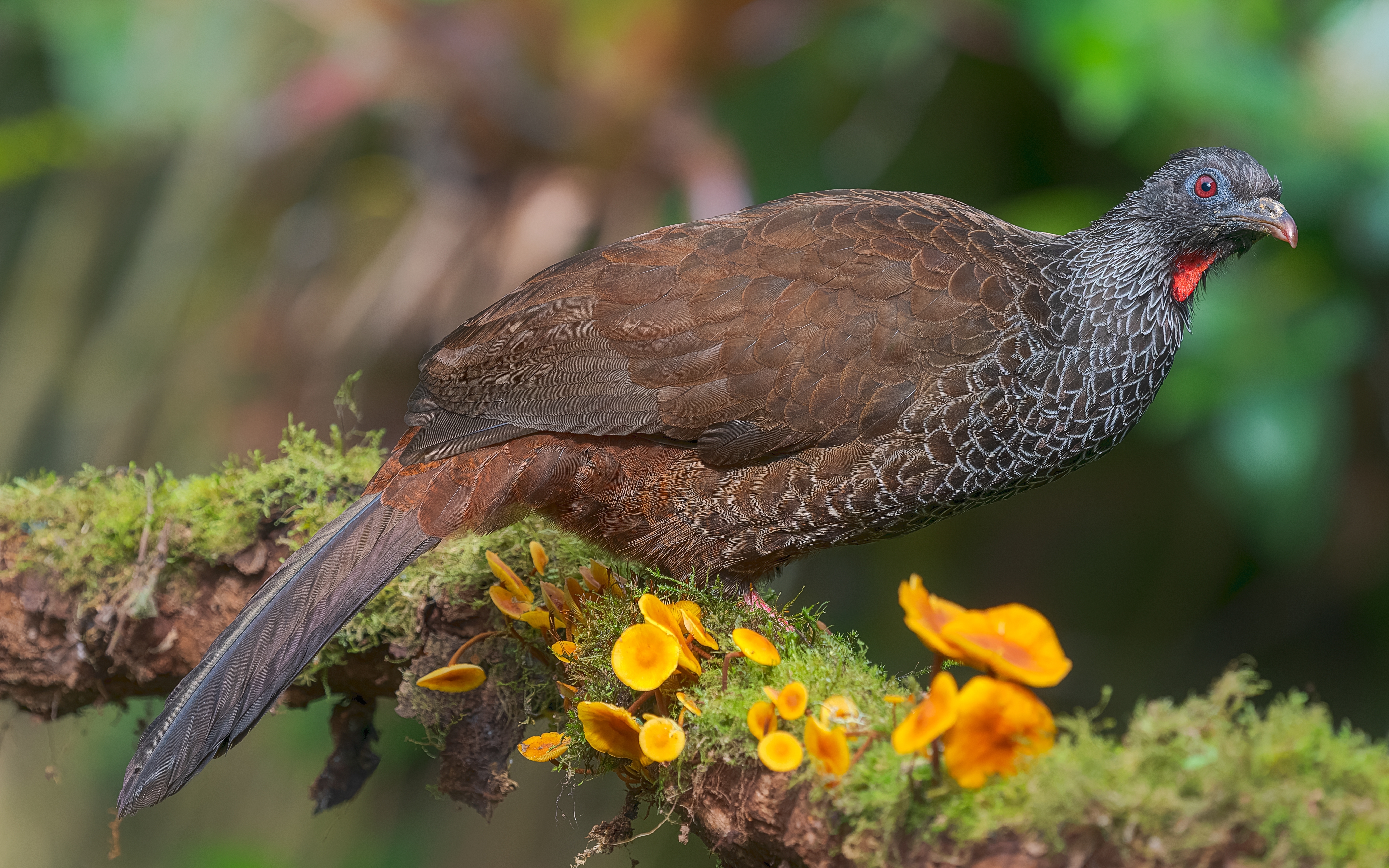 Andean guan