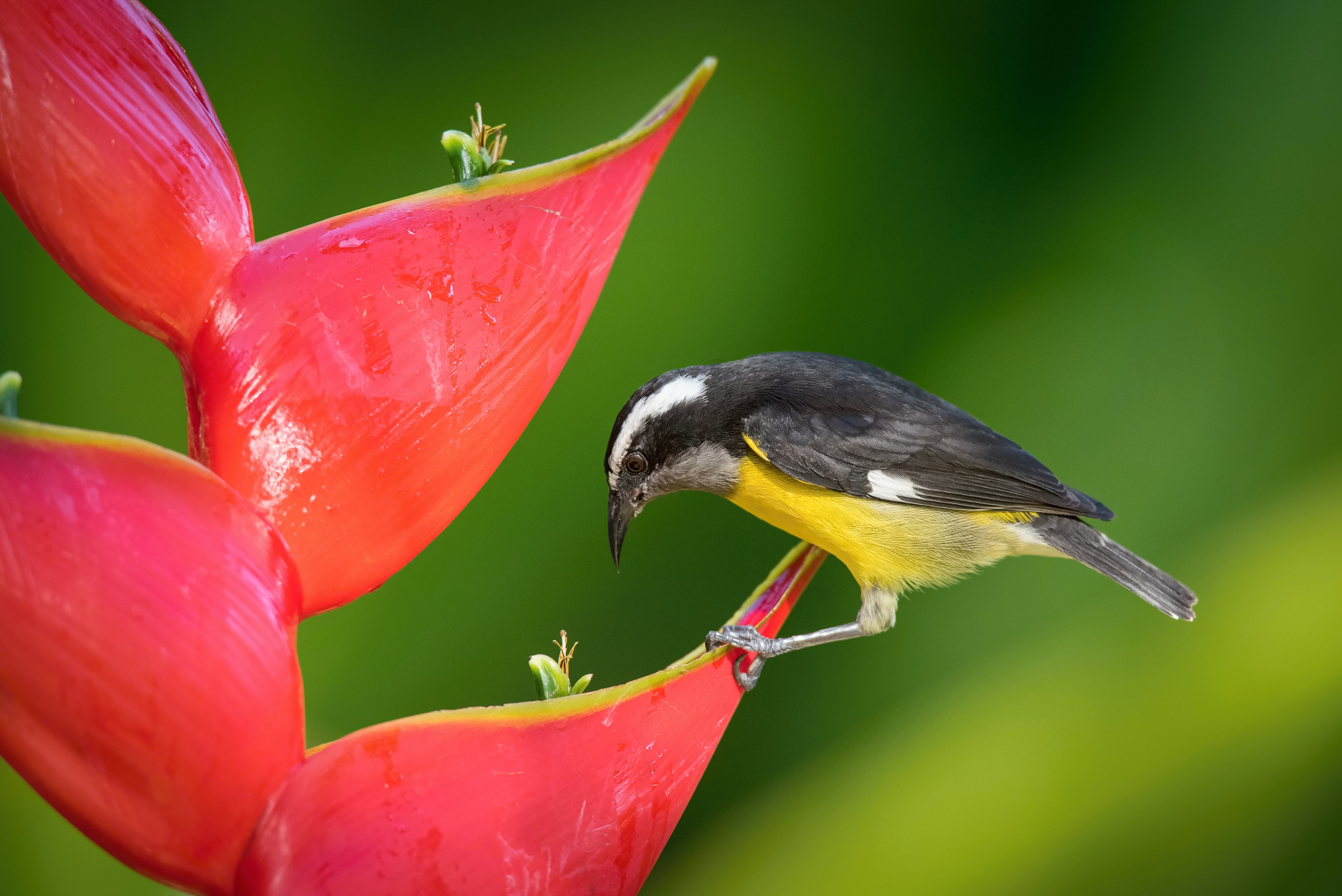 Bananaquit on a Heliconia plant