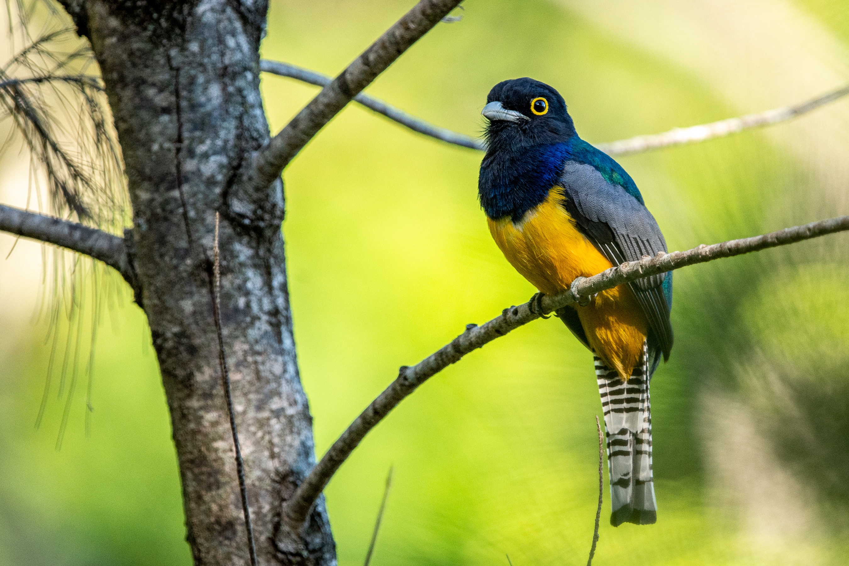 Gartered trogon of Central America